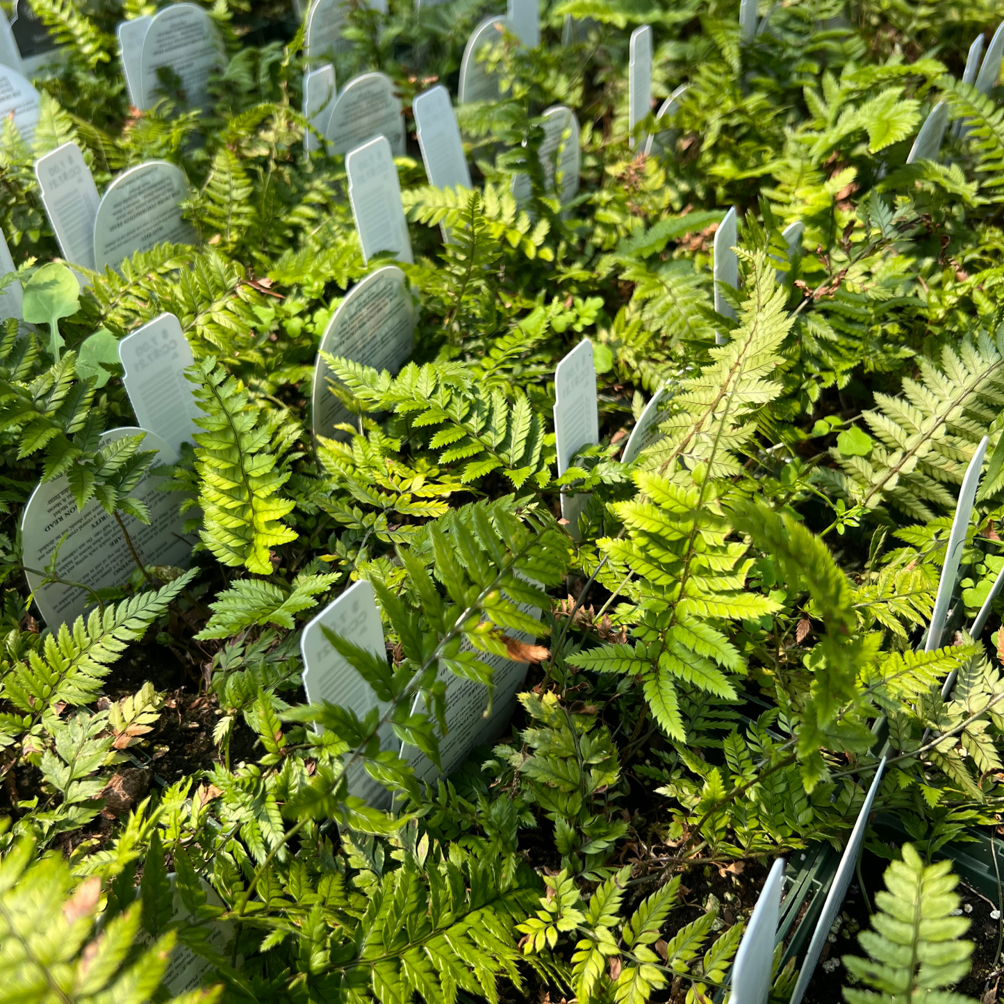 Korean Rock Fern