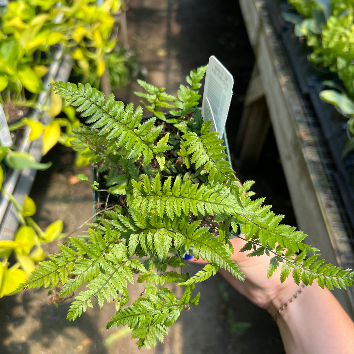 Korean Rock Fern