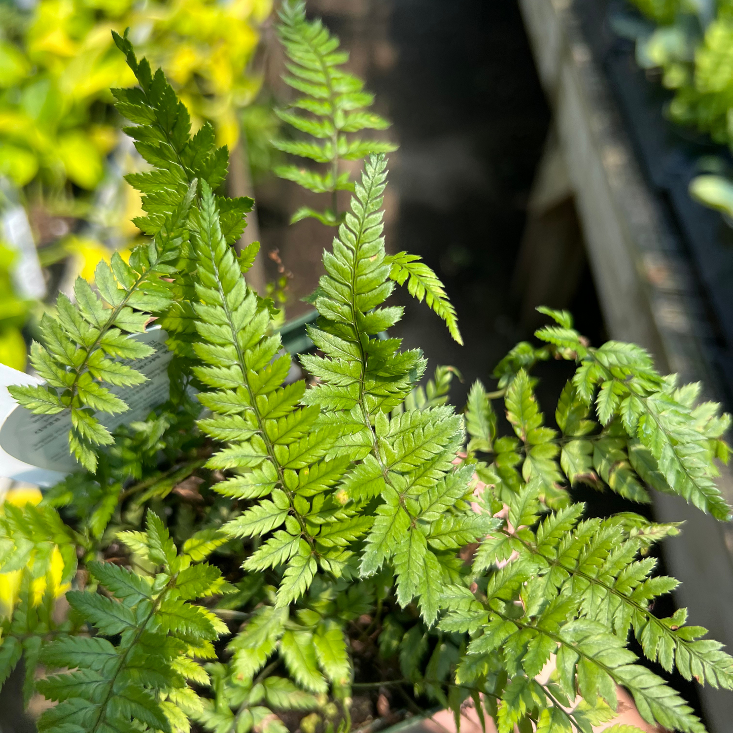 Korean Rock Fern