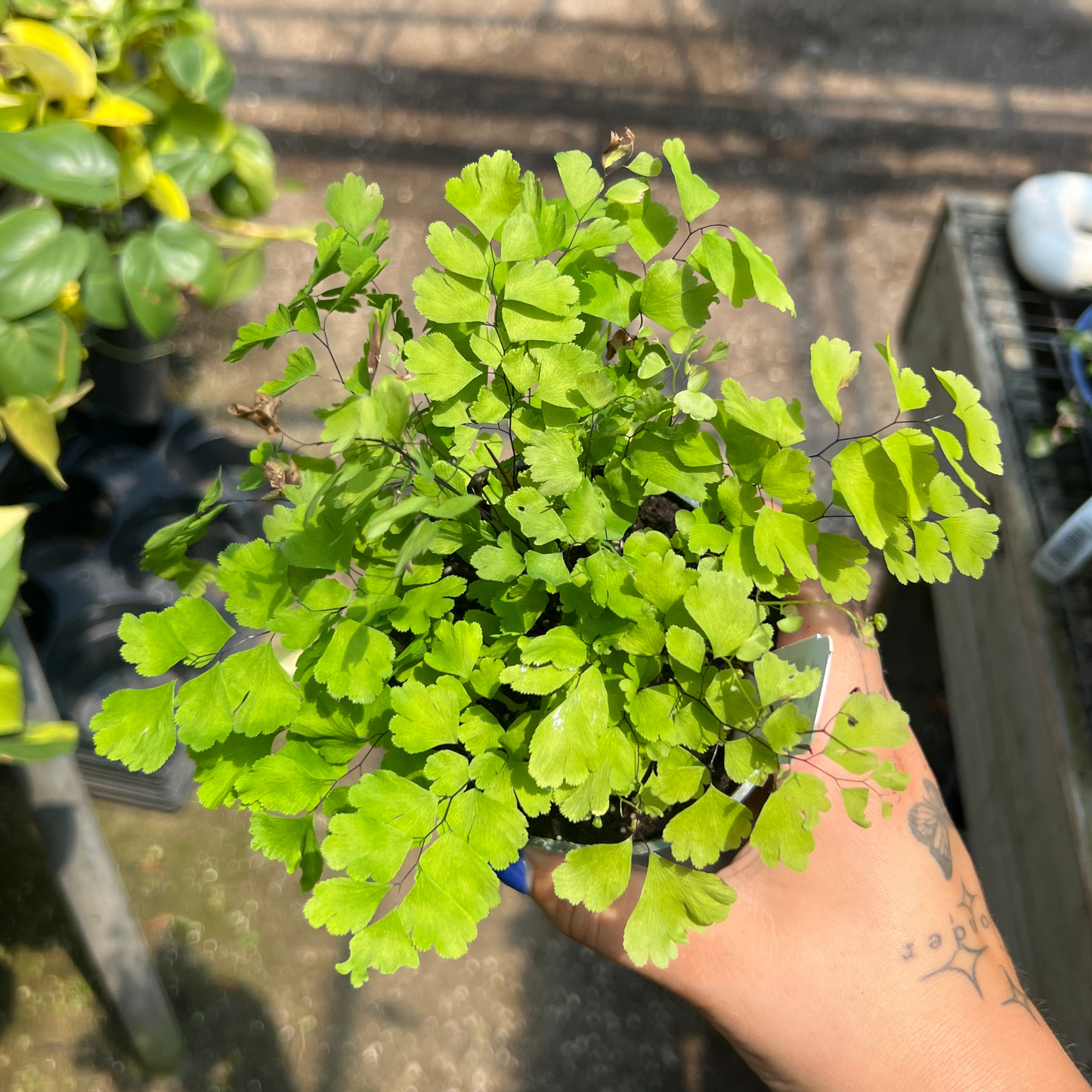 Fragrans Maidenhair Fern