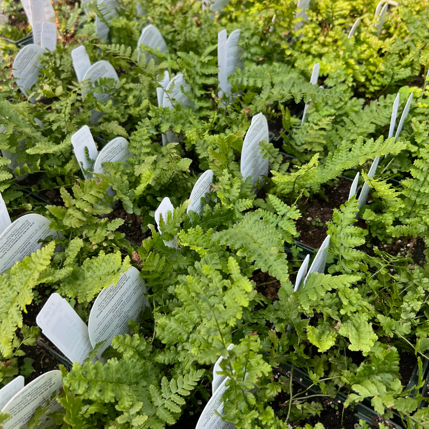 Tassel Fern