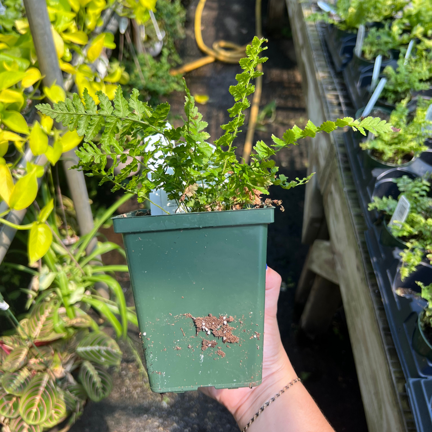 Tassel Fern
