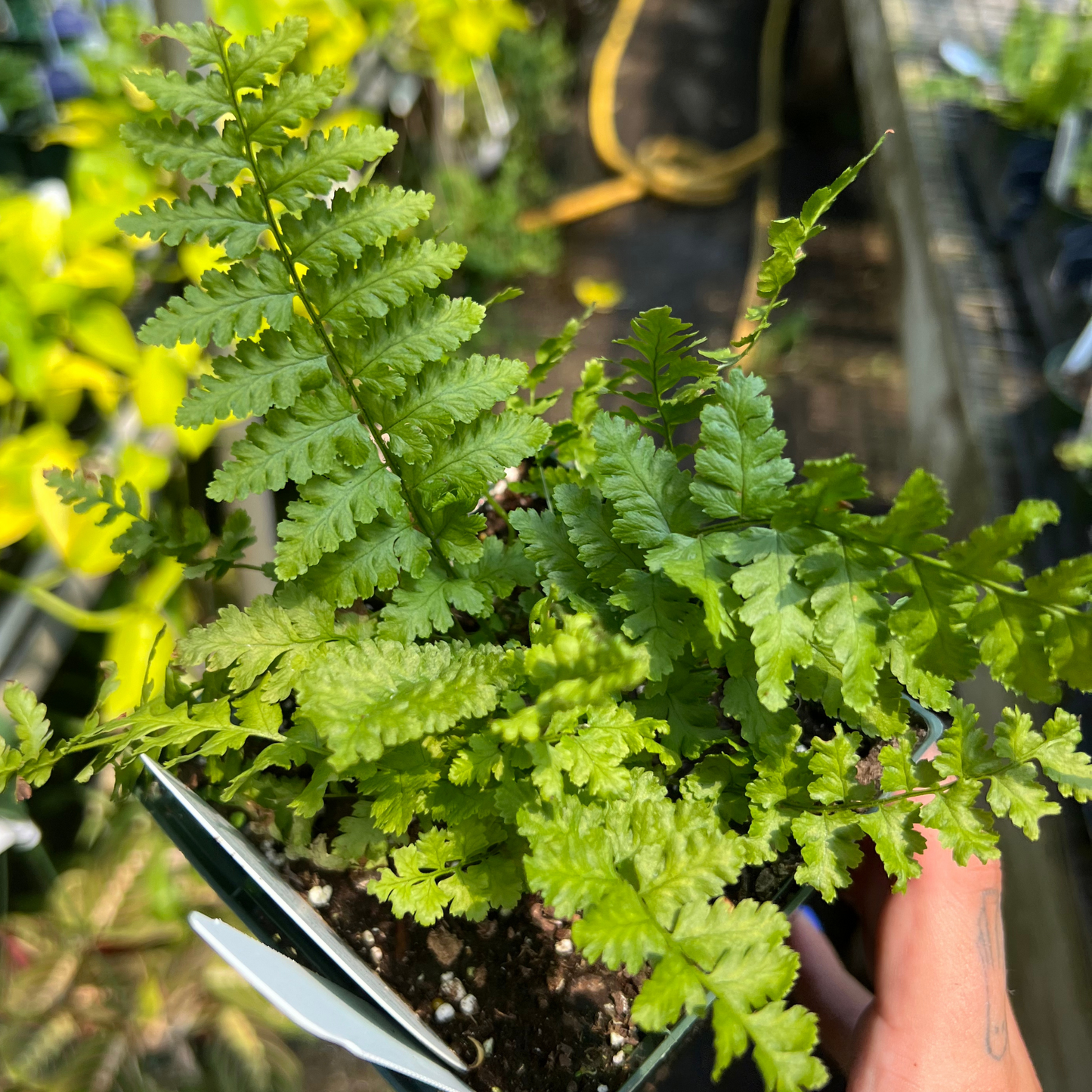 Tassel Fern