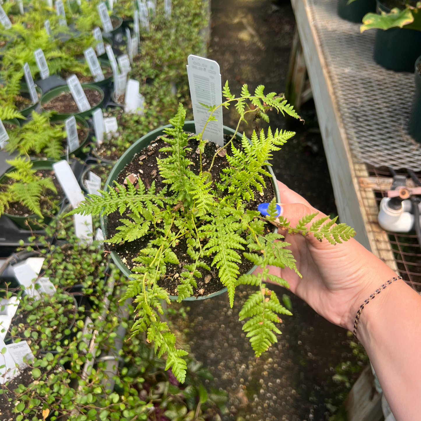 Austrailian Tree Fern