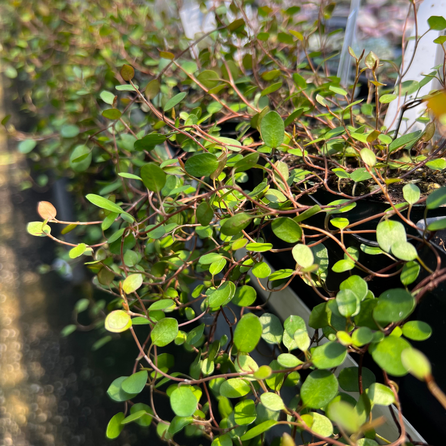 Creeping Wire Vine