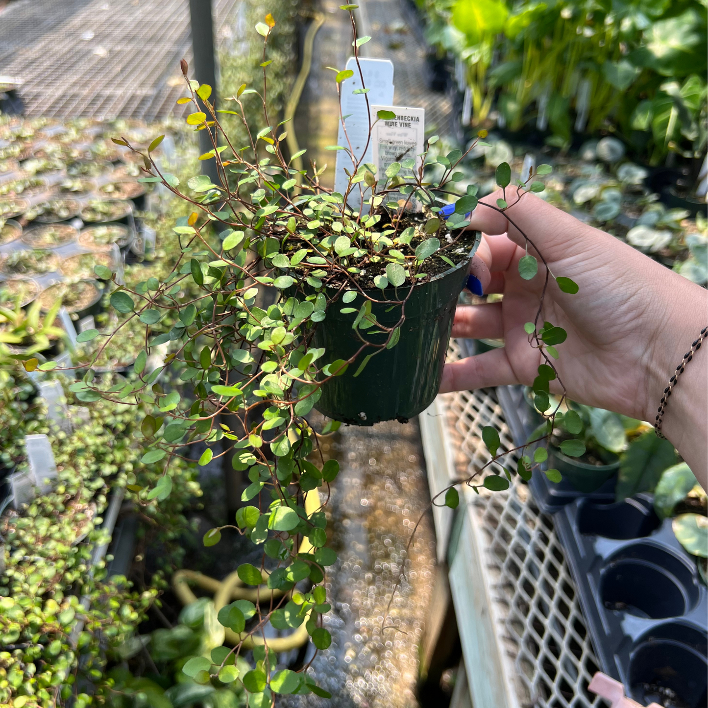 Creeping Wire Vine