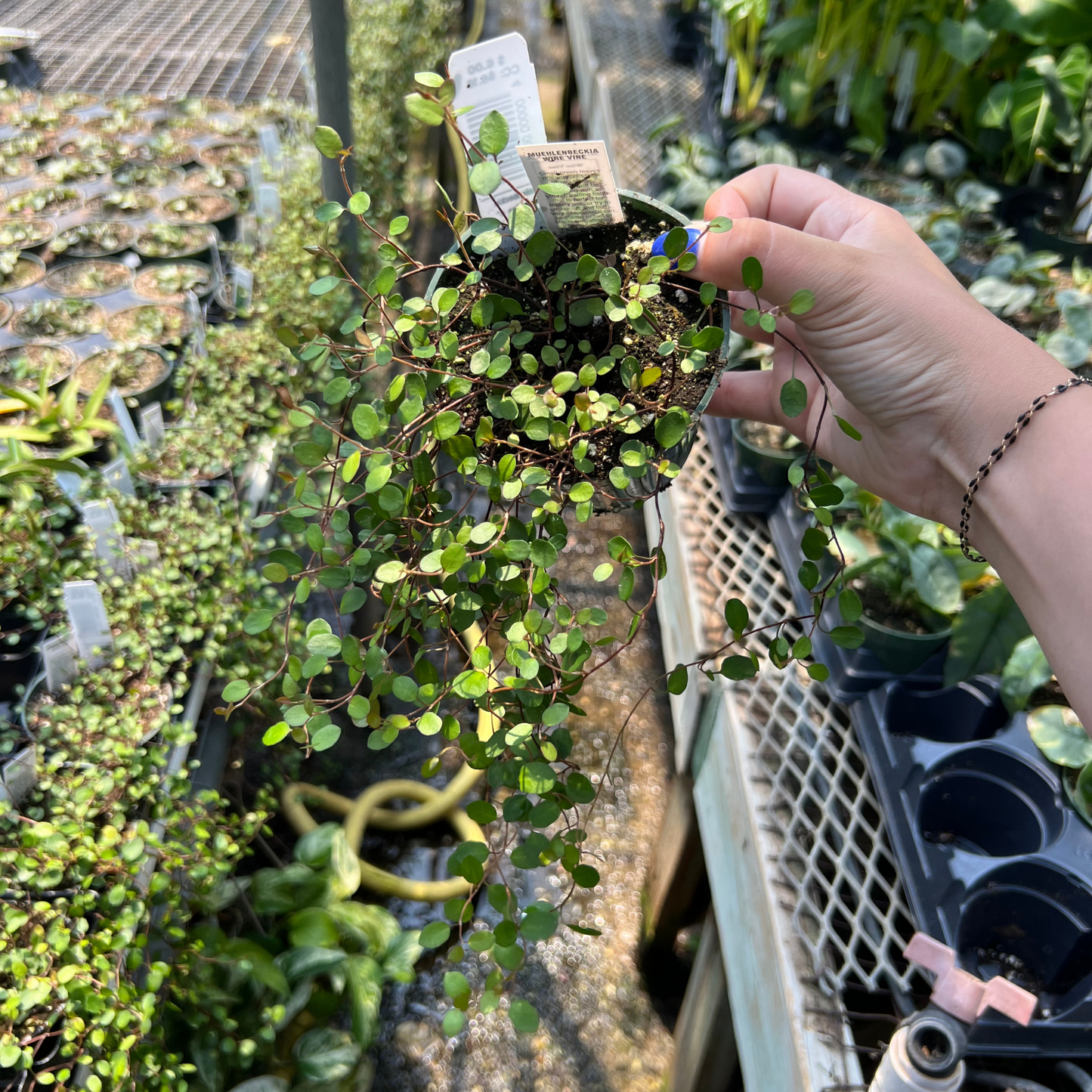 Creeping Wire Vine