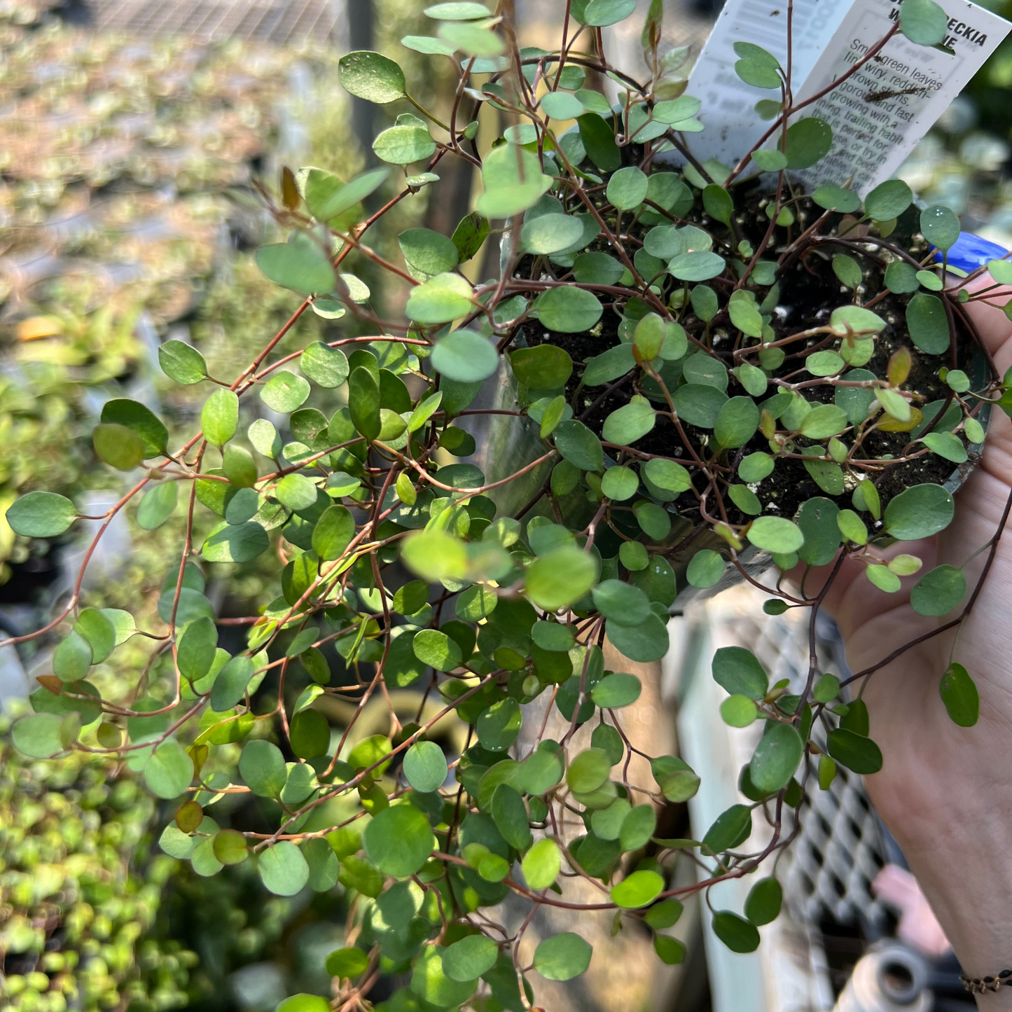 Creeping Wire Vine