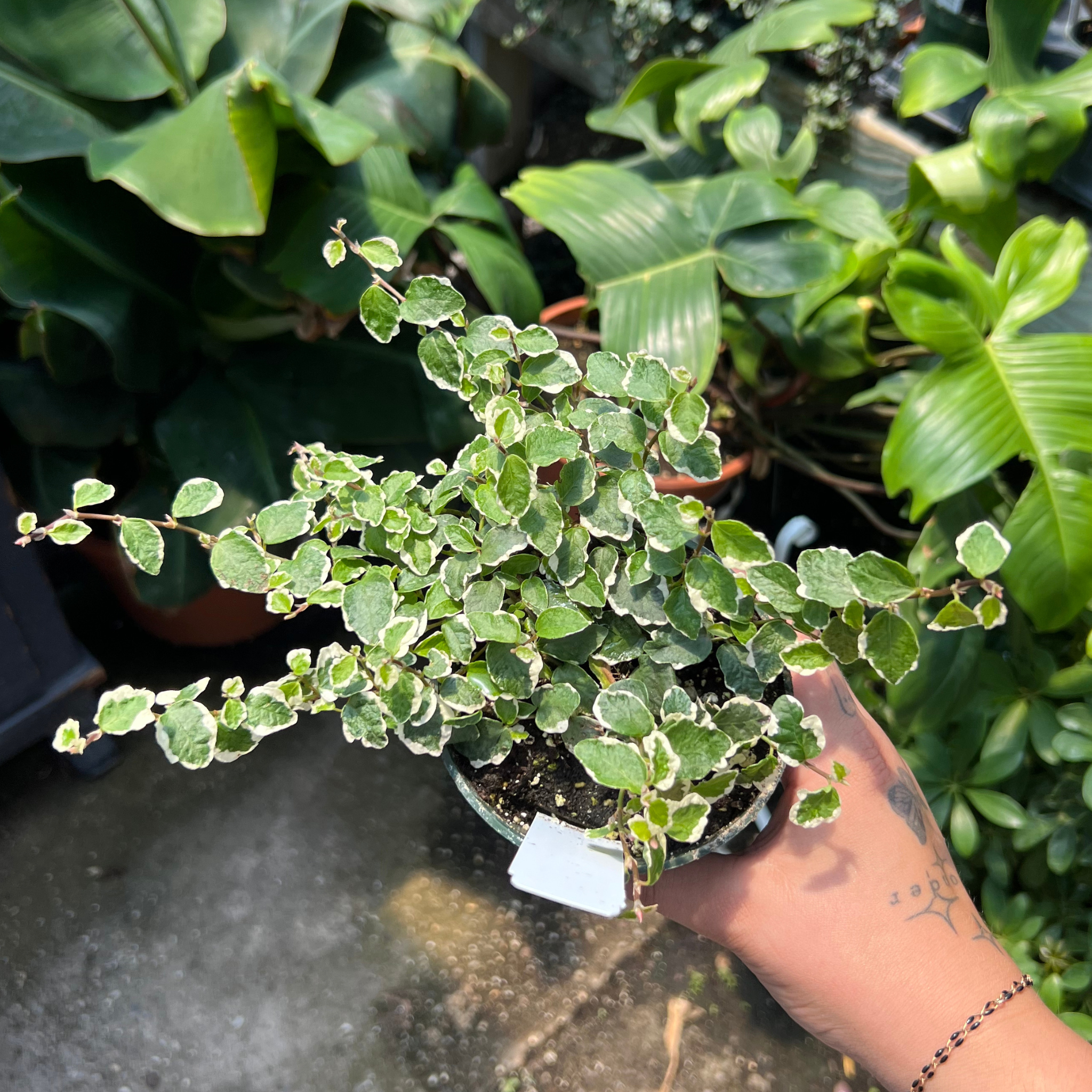 trailing ficus pumila hanging plant Ficus var. pumila rep. 4in Variegated Creeping Climbing Fig