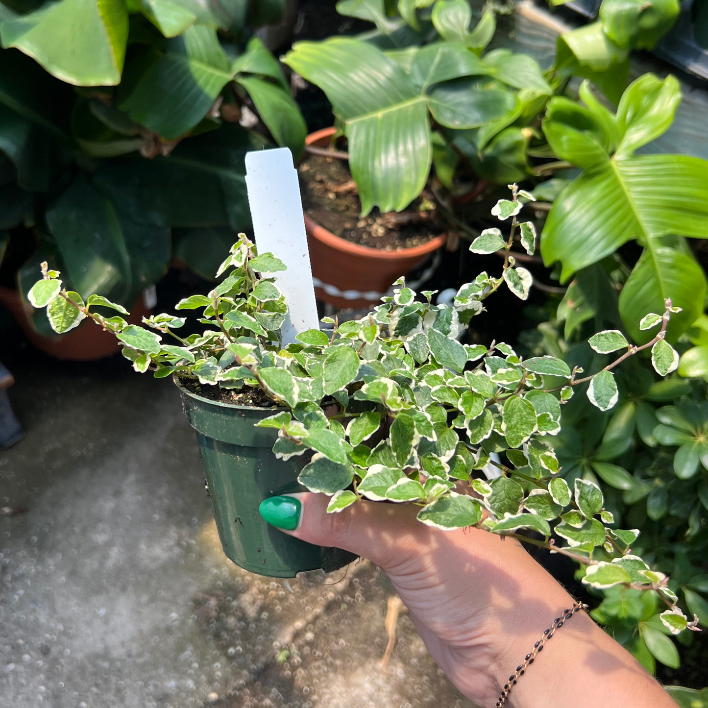 Ficus pumila 'Variegata'