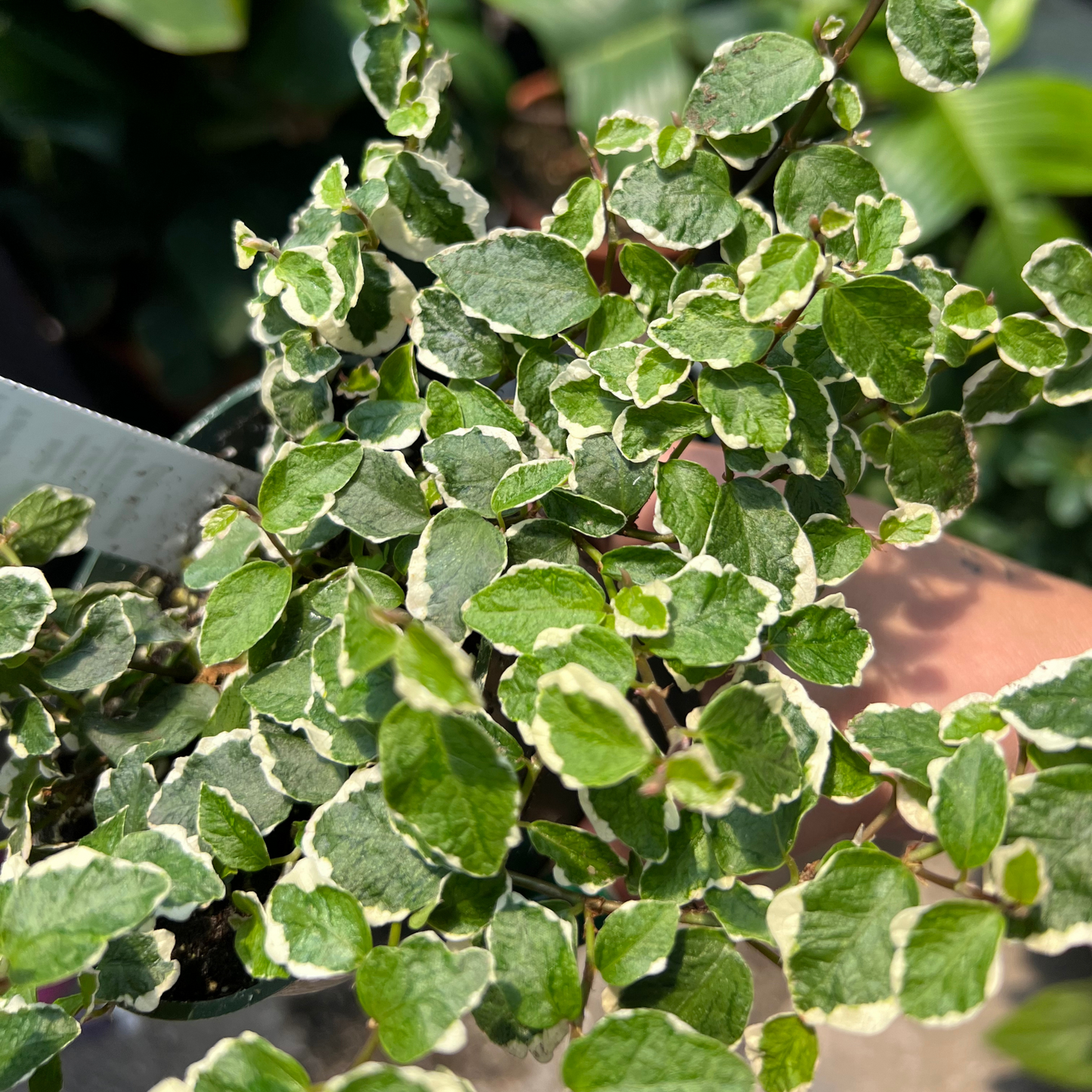 Ficus pumila 'Variegata'