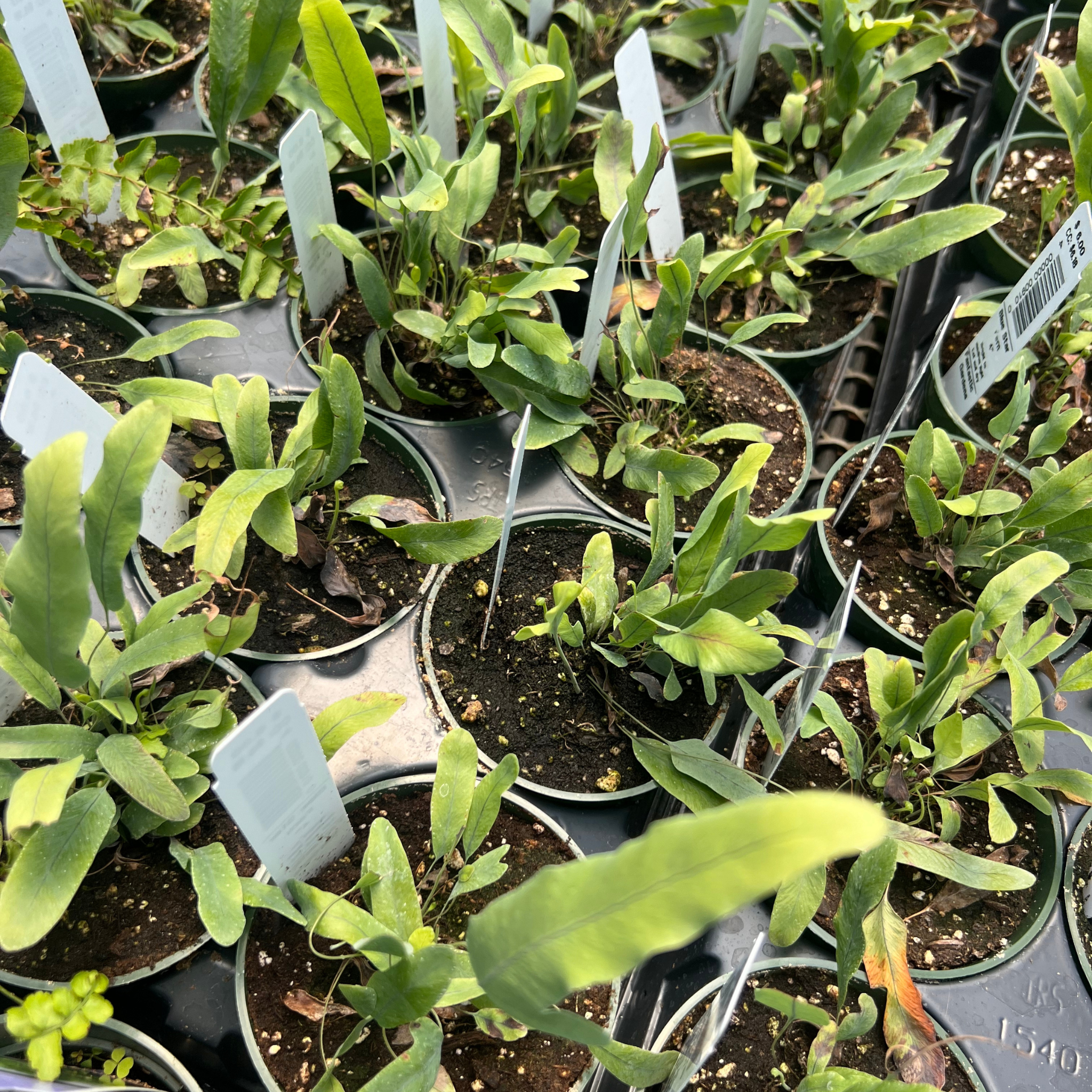 blue star fern phlebodium aureum mandaianum Blue Star Fern – Fantastic Gardens
