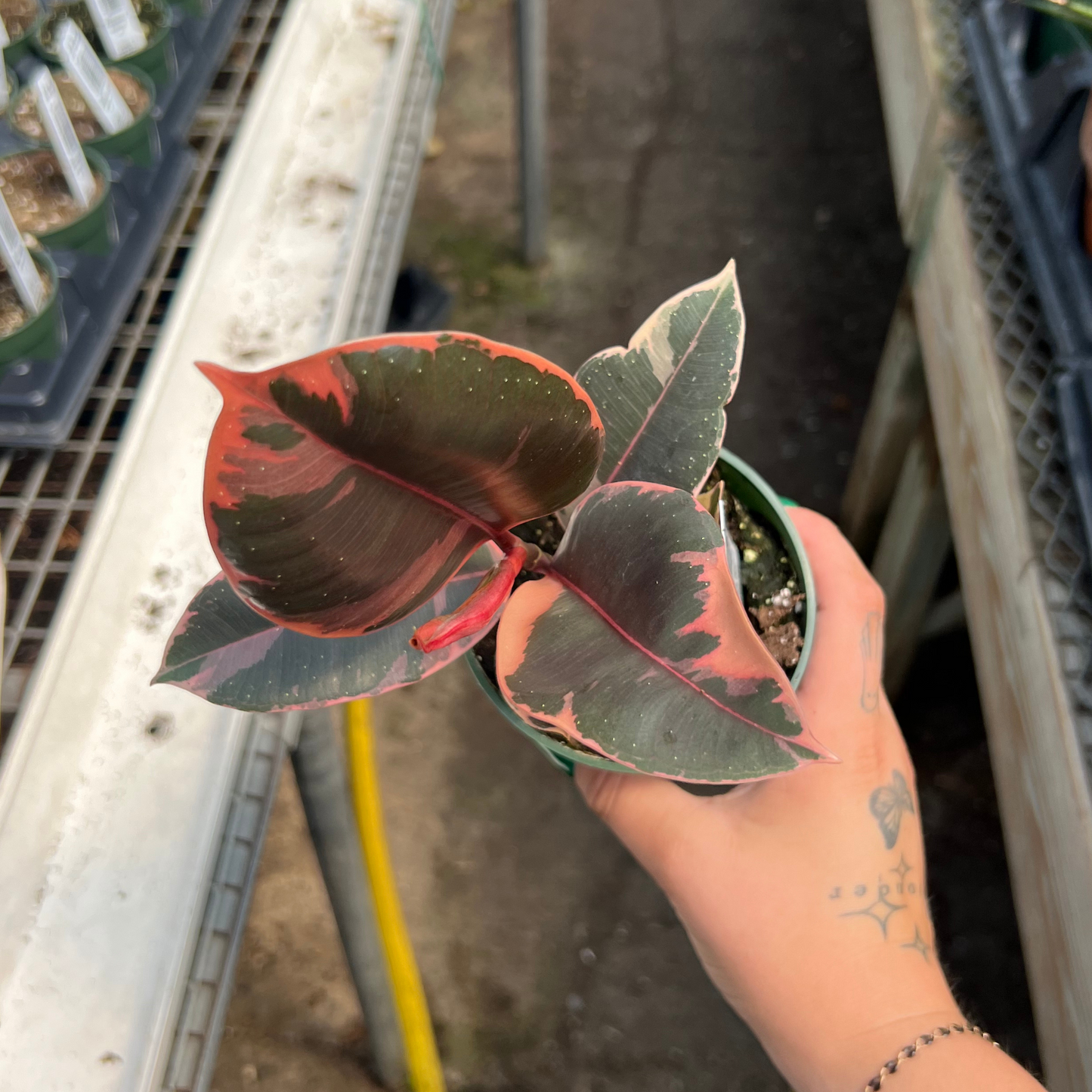 Ficus elastica 'Ruby'
