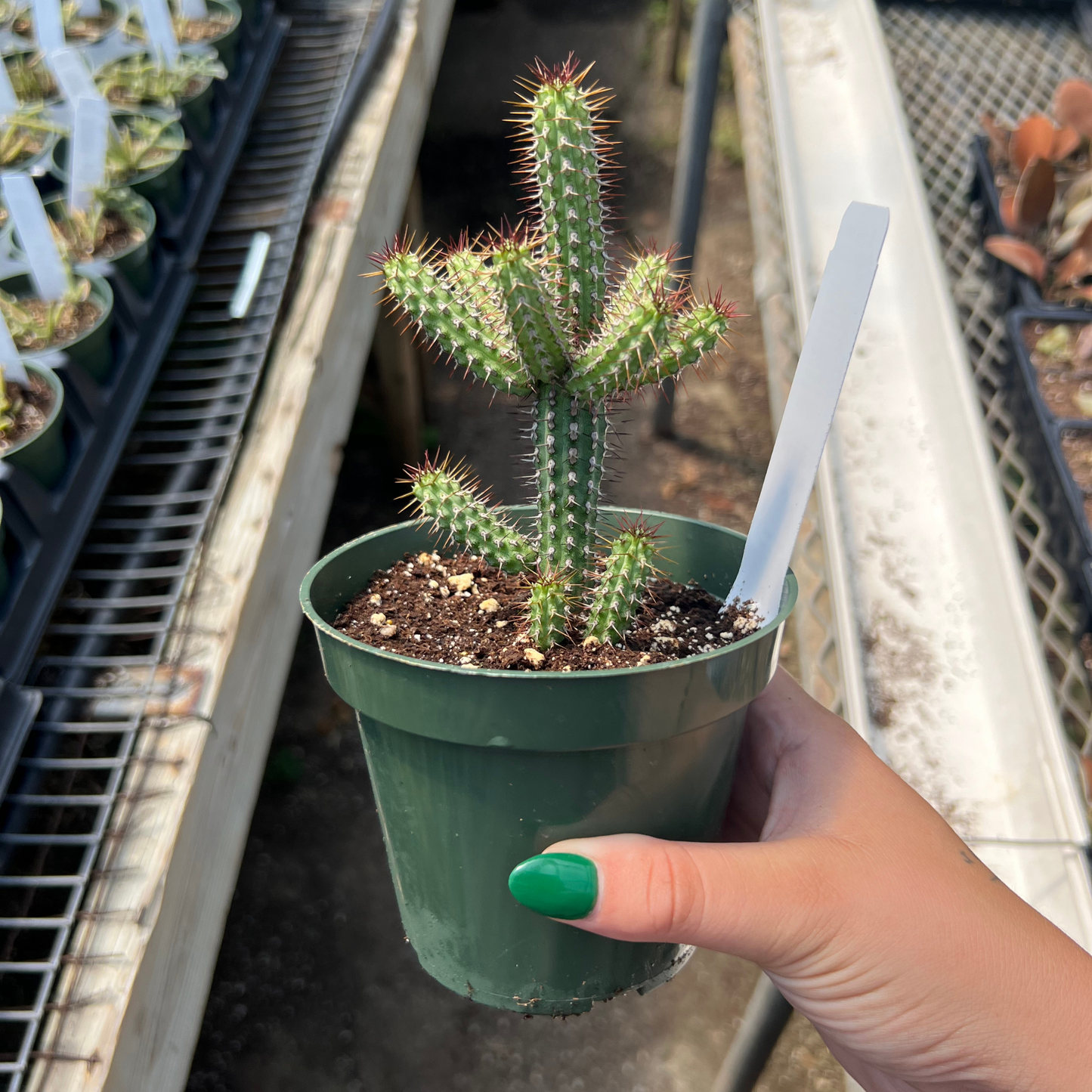 Euphorbia baioensis
