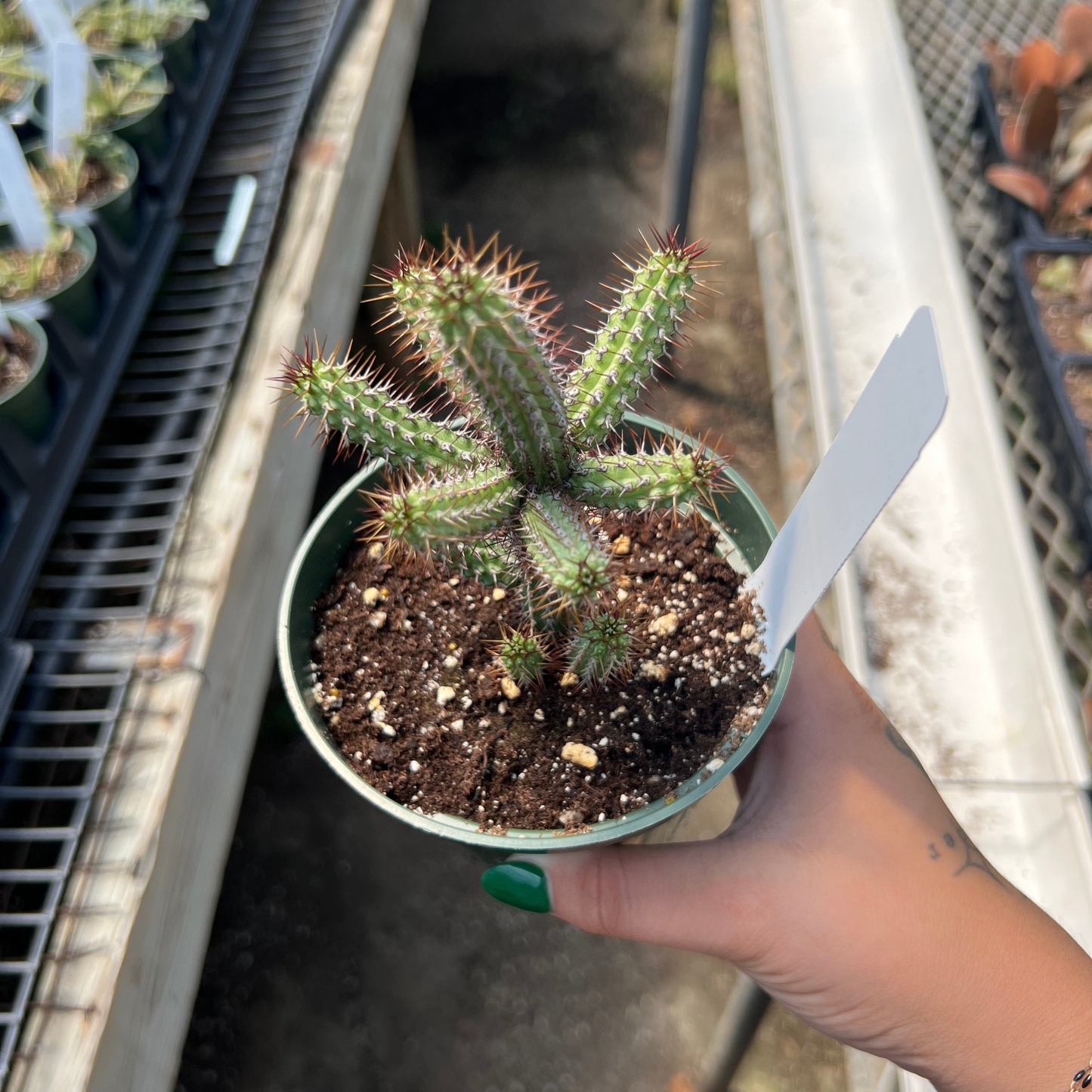 Euphorbia baioensis