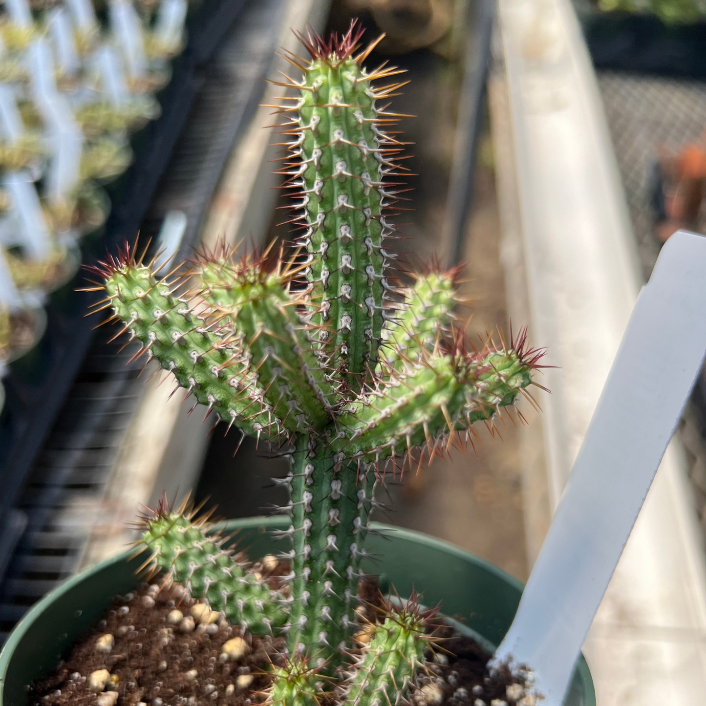 Euphorbia baioensis