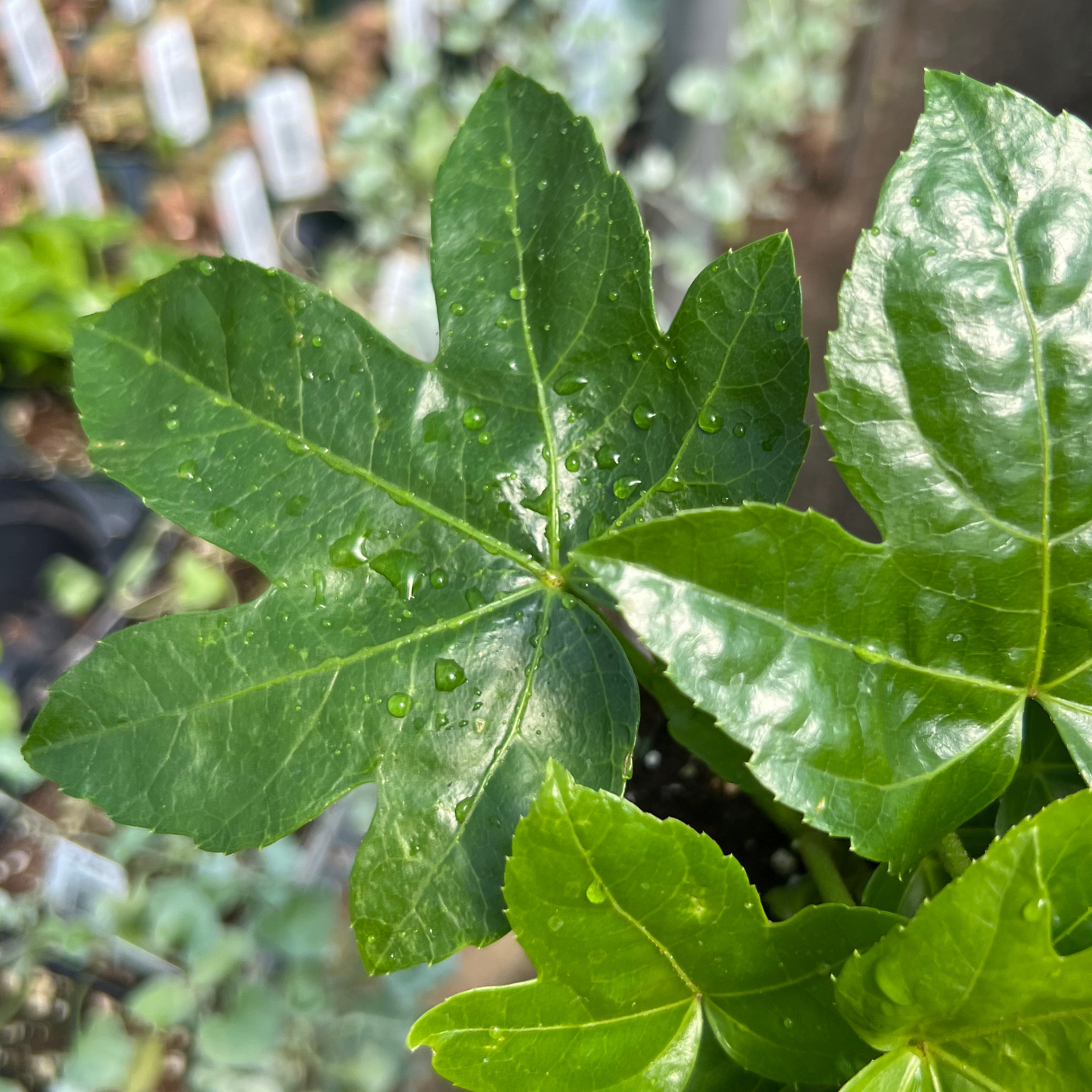 Fatsia japonica