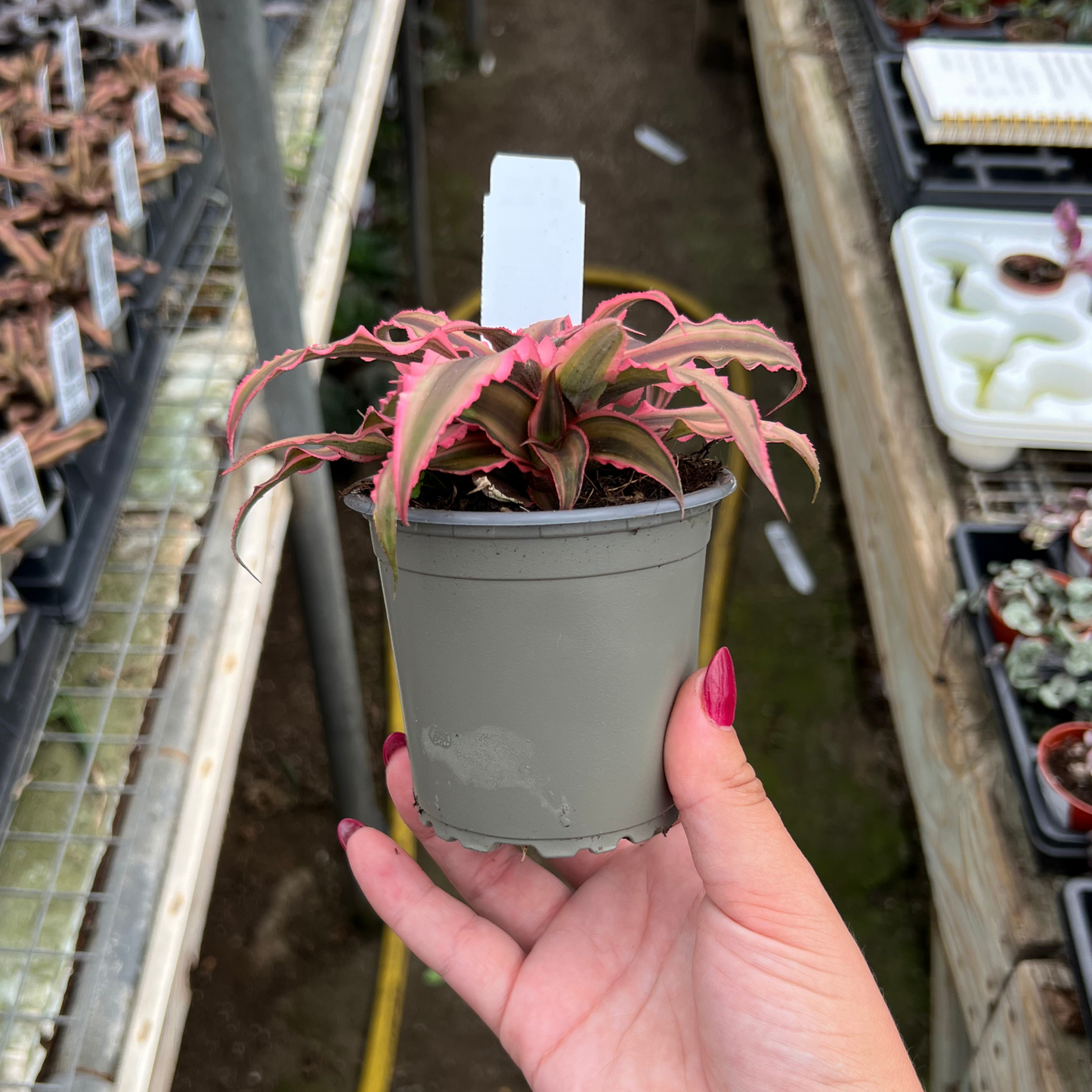 Cryptanthus bitvittatus 'Pink Star'
