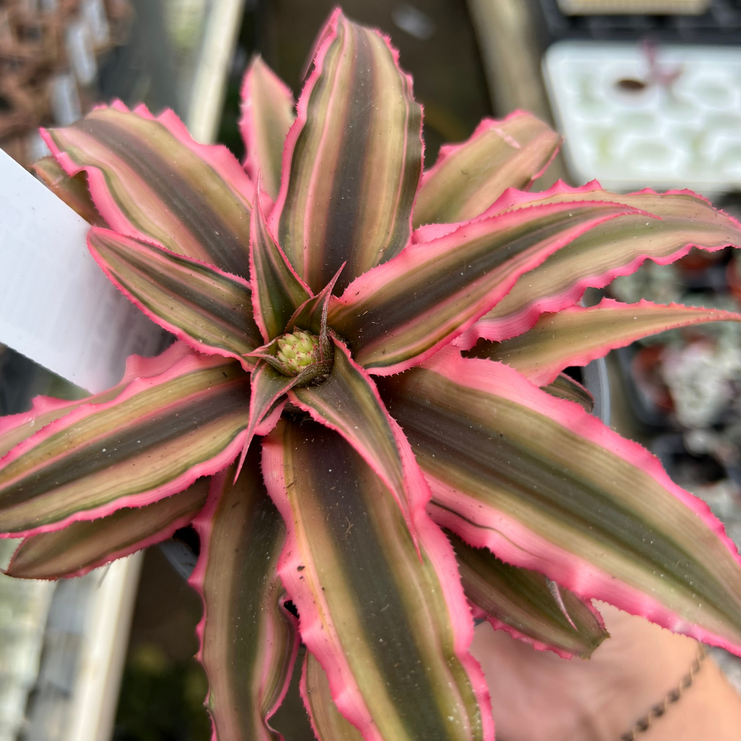 Cryptanthus bitvittatus 'Pink Star'