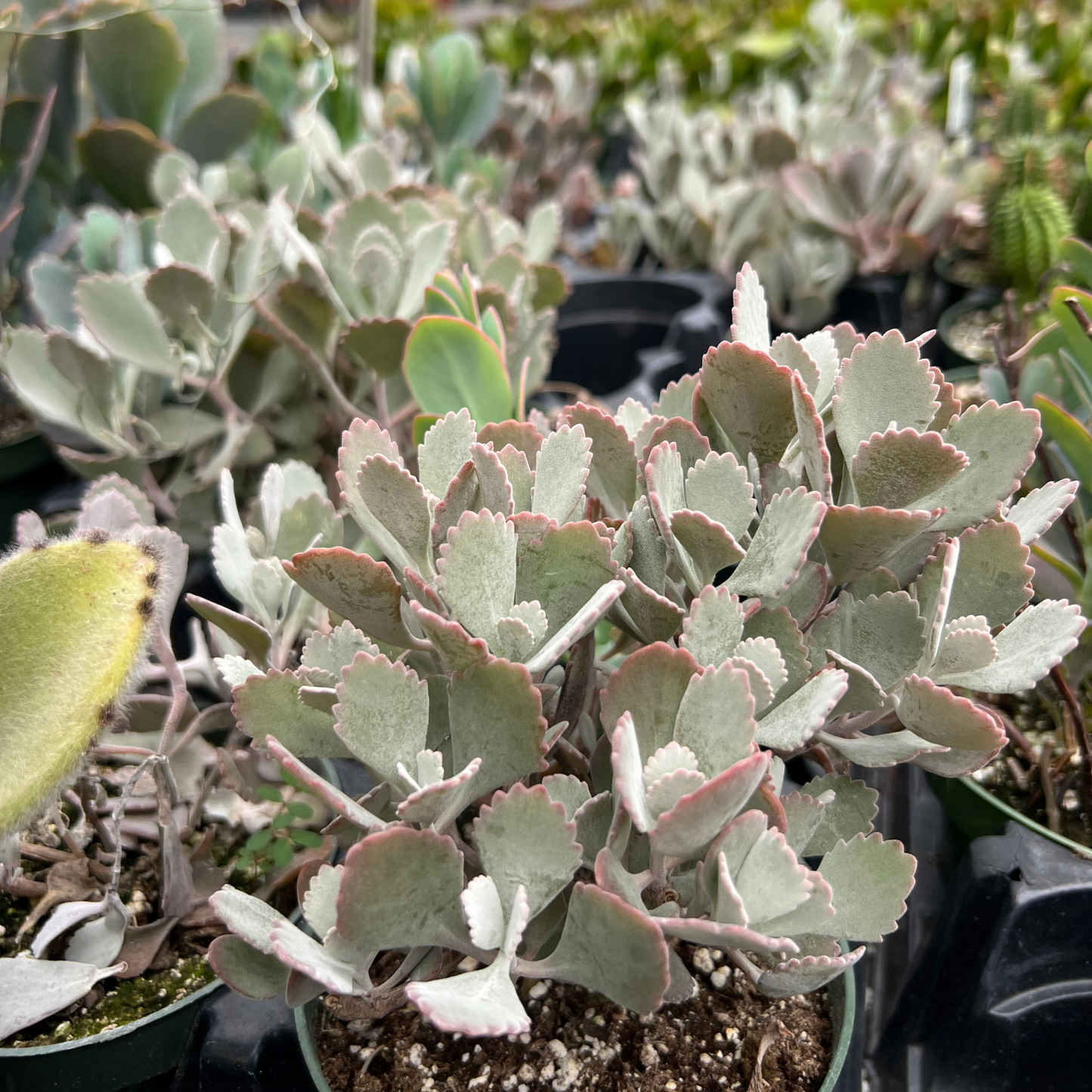Kalanchoe pumila
