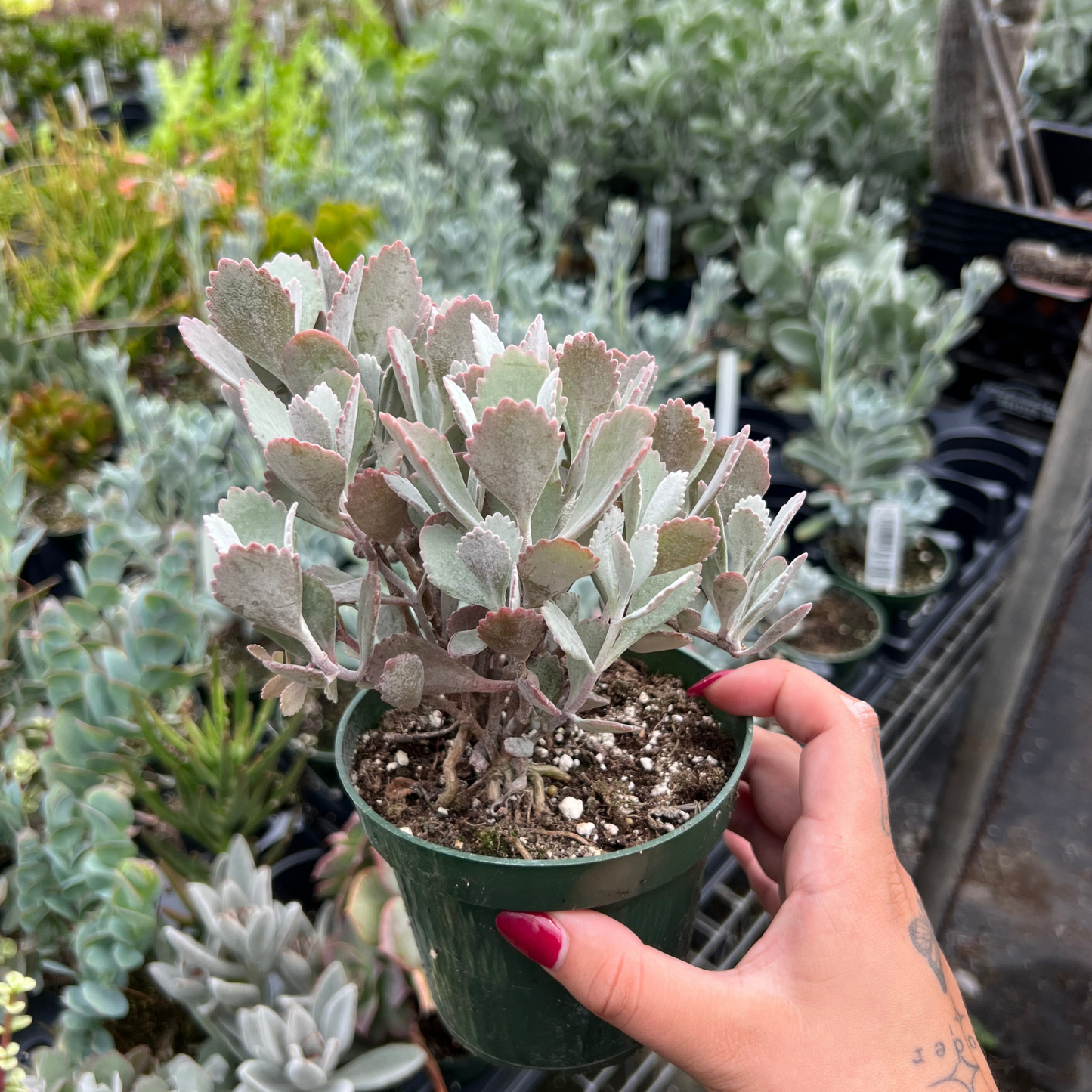 Kalanchoe pumila