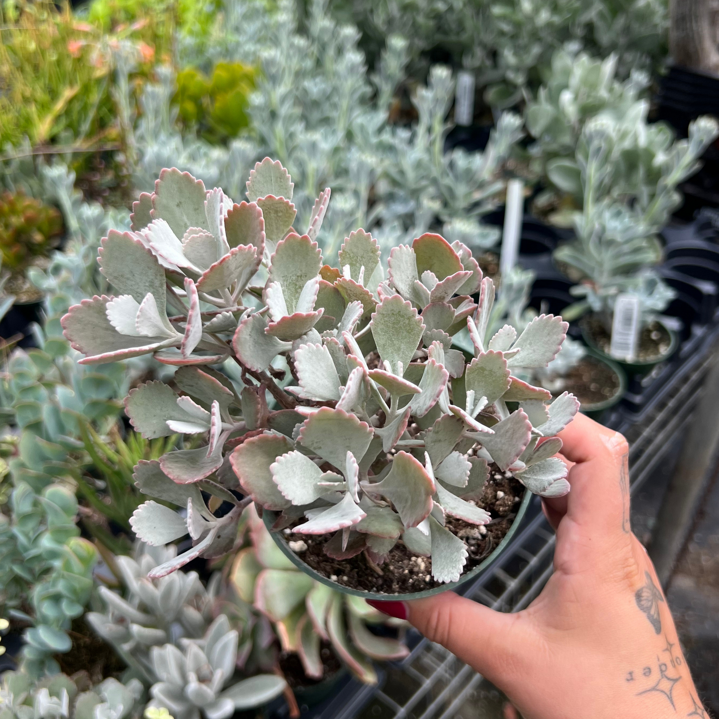 Kalanchoe pumila