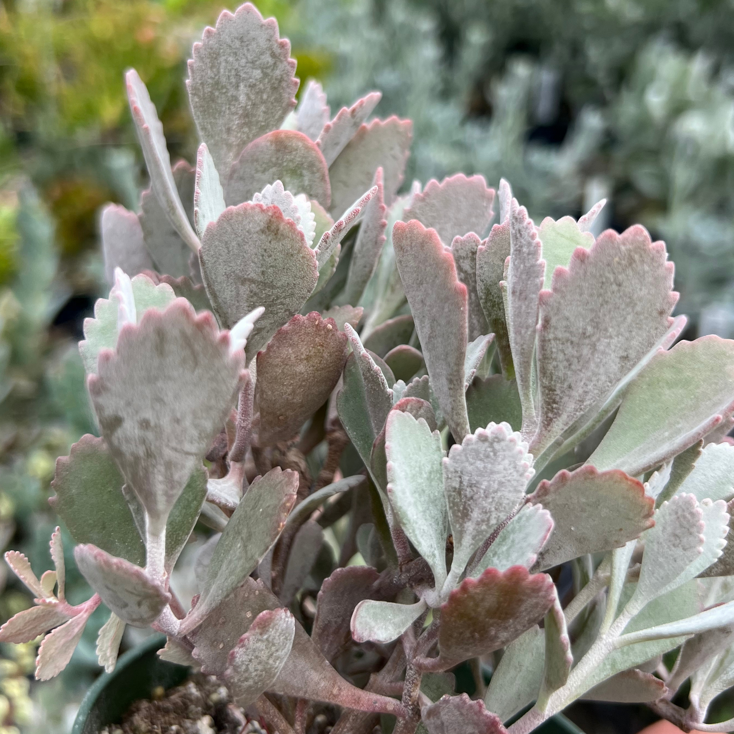 Kalanchoe pumila