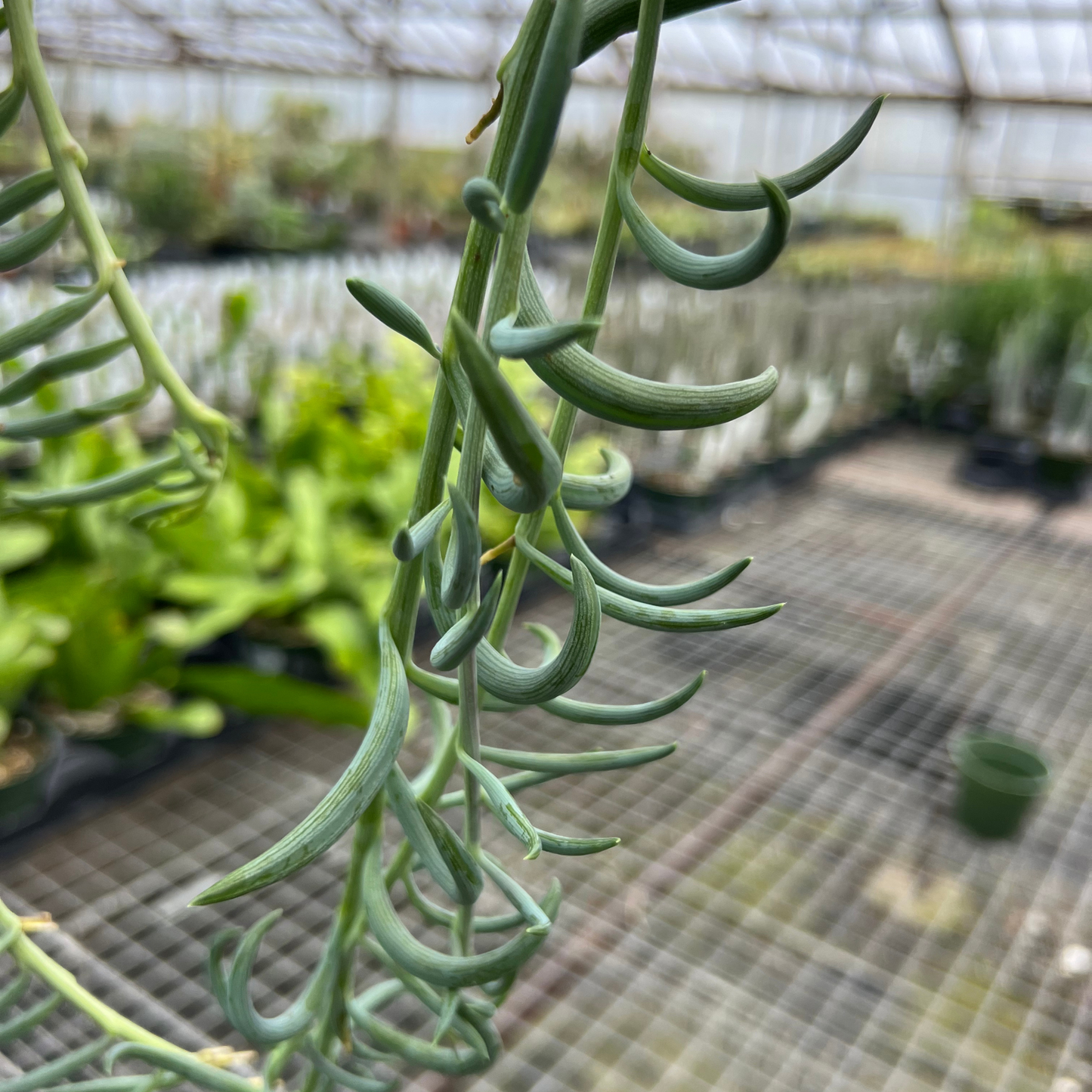 String of Fish Hooks
