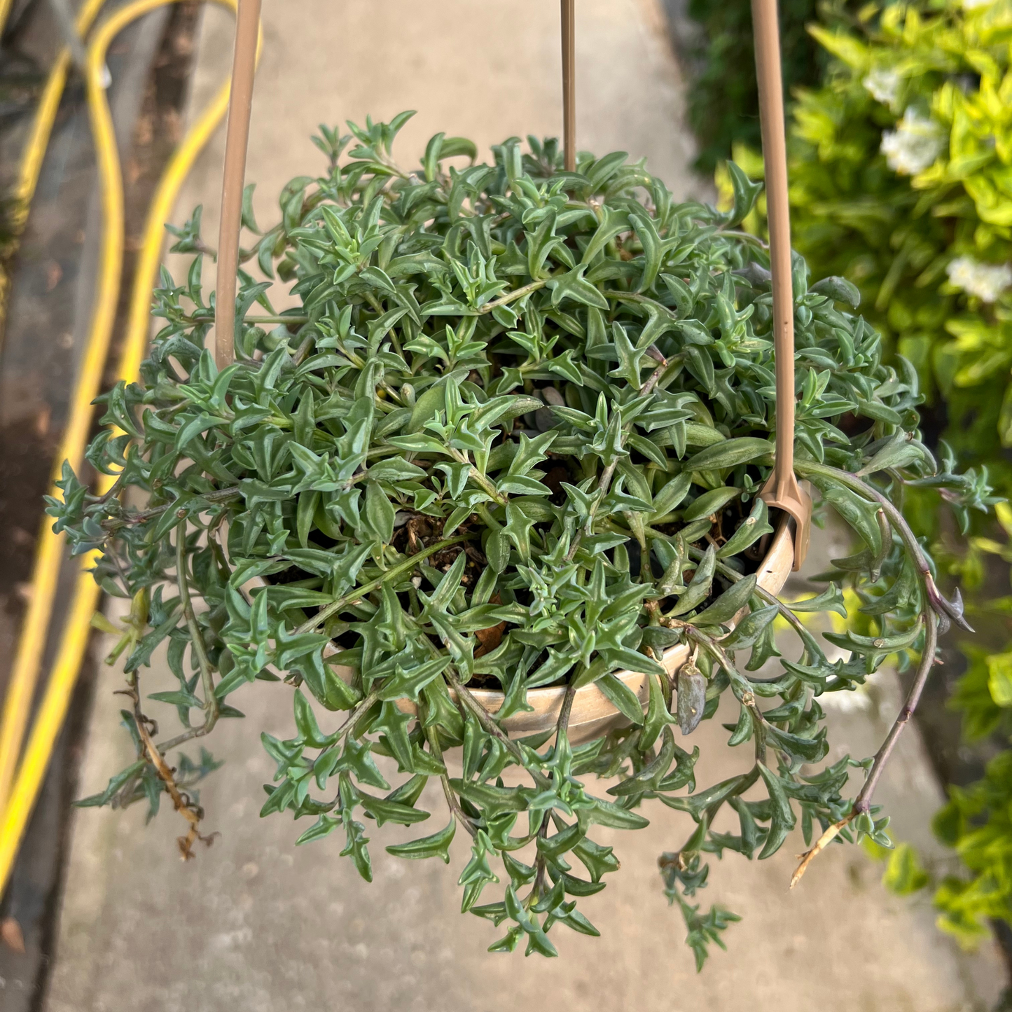 String of Dolphins