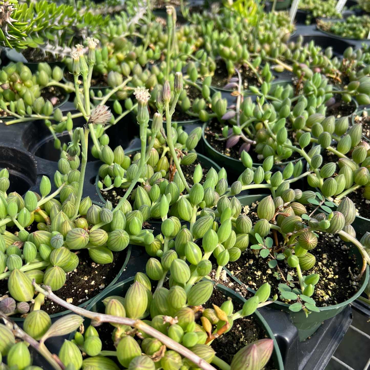 String of Watermelons