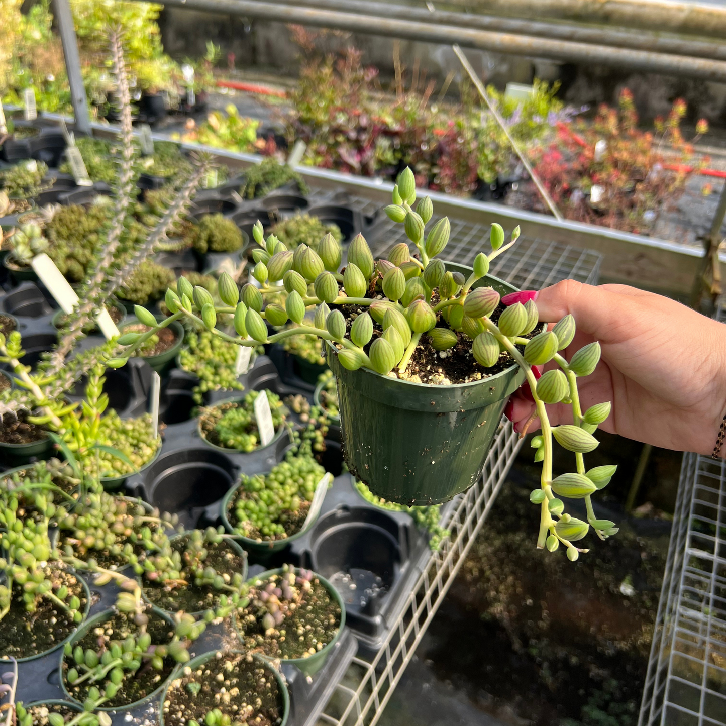 String of Watermelons