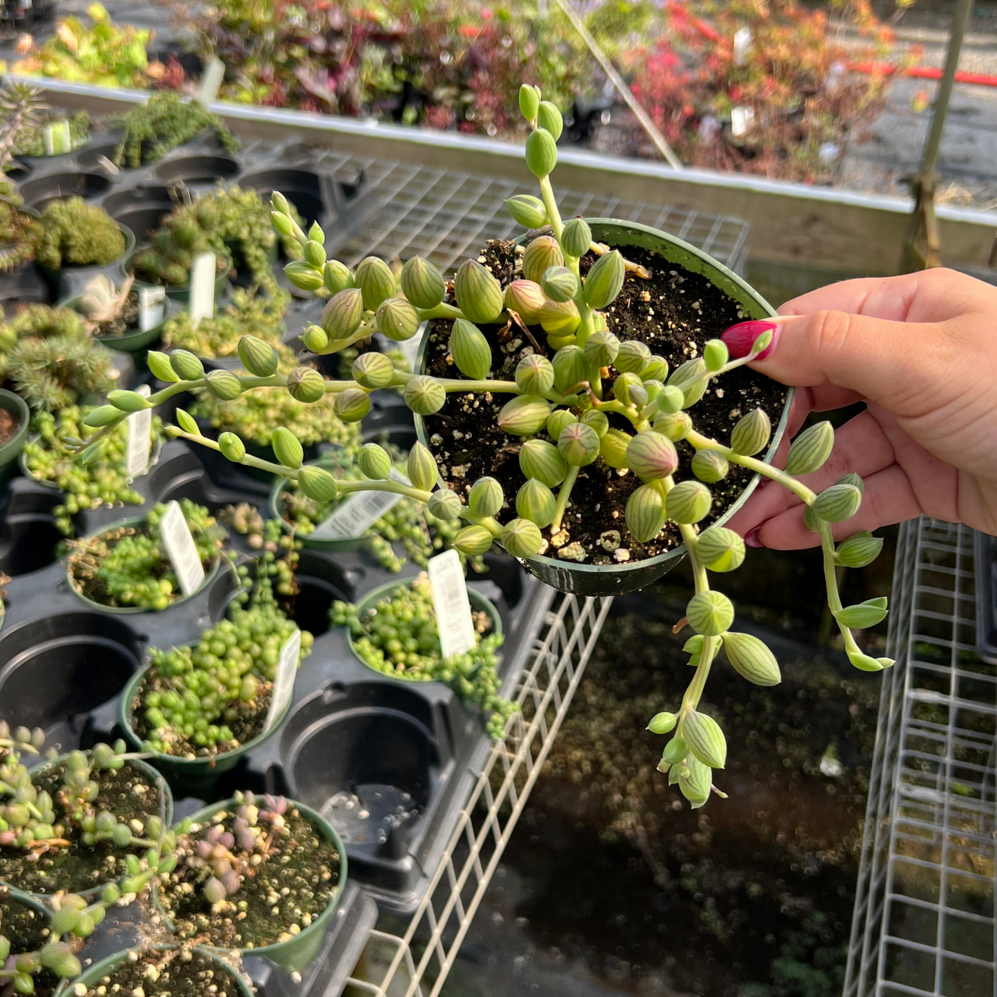 String of Watermelons