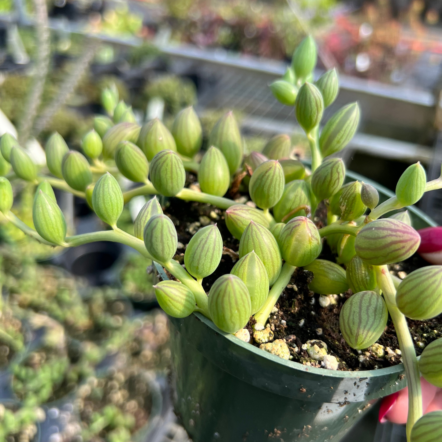 String of Watermelons