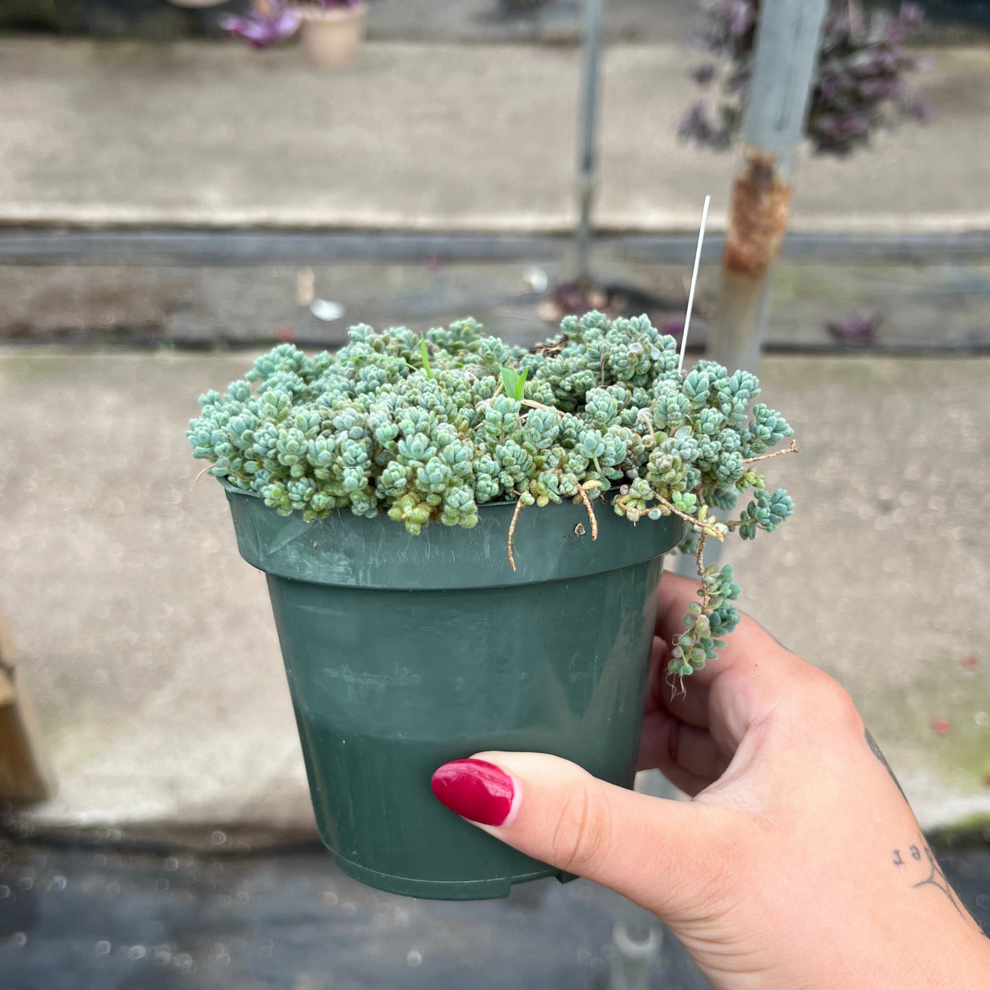 Sedum dasyphyllum