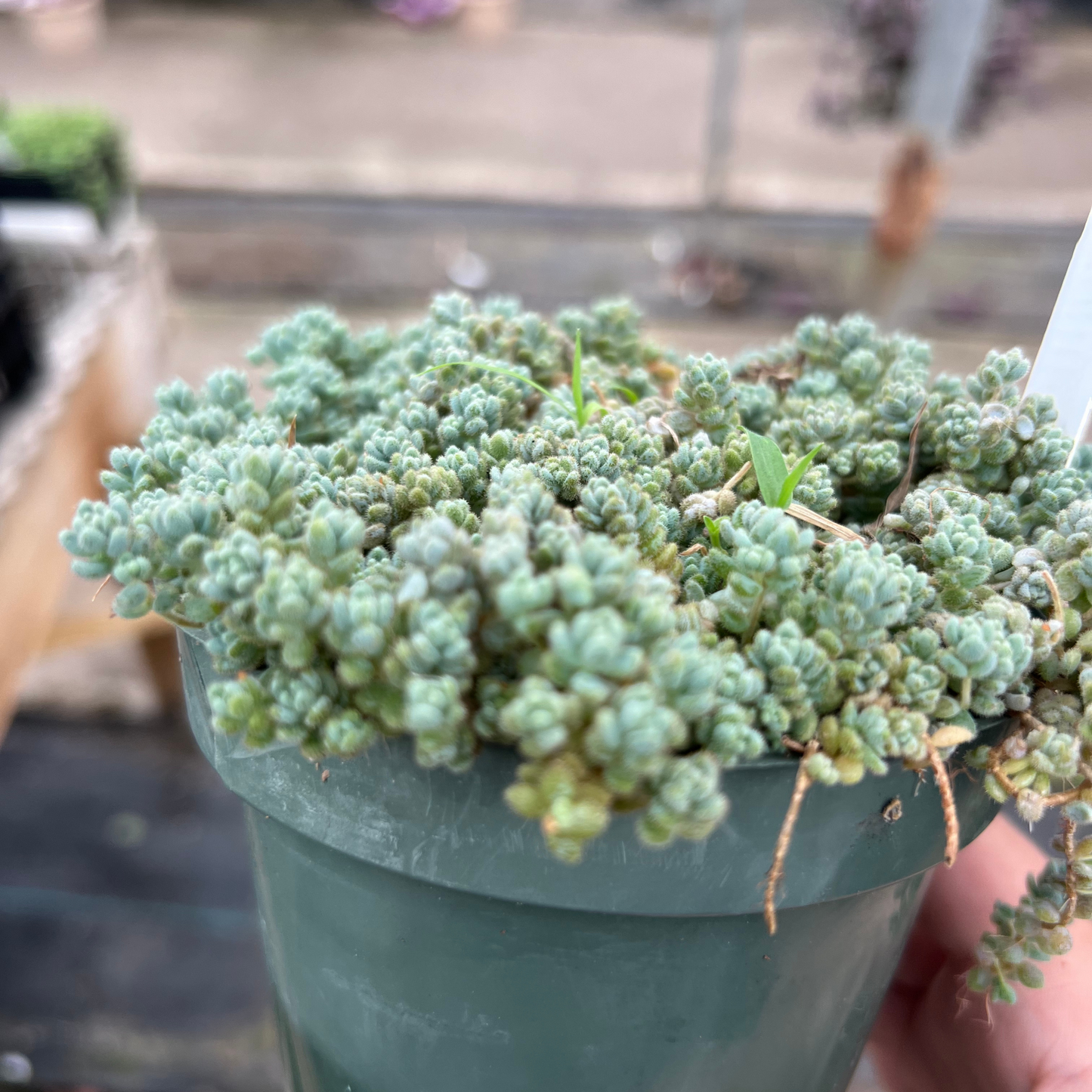 Sedum dasyphyllum