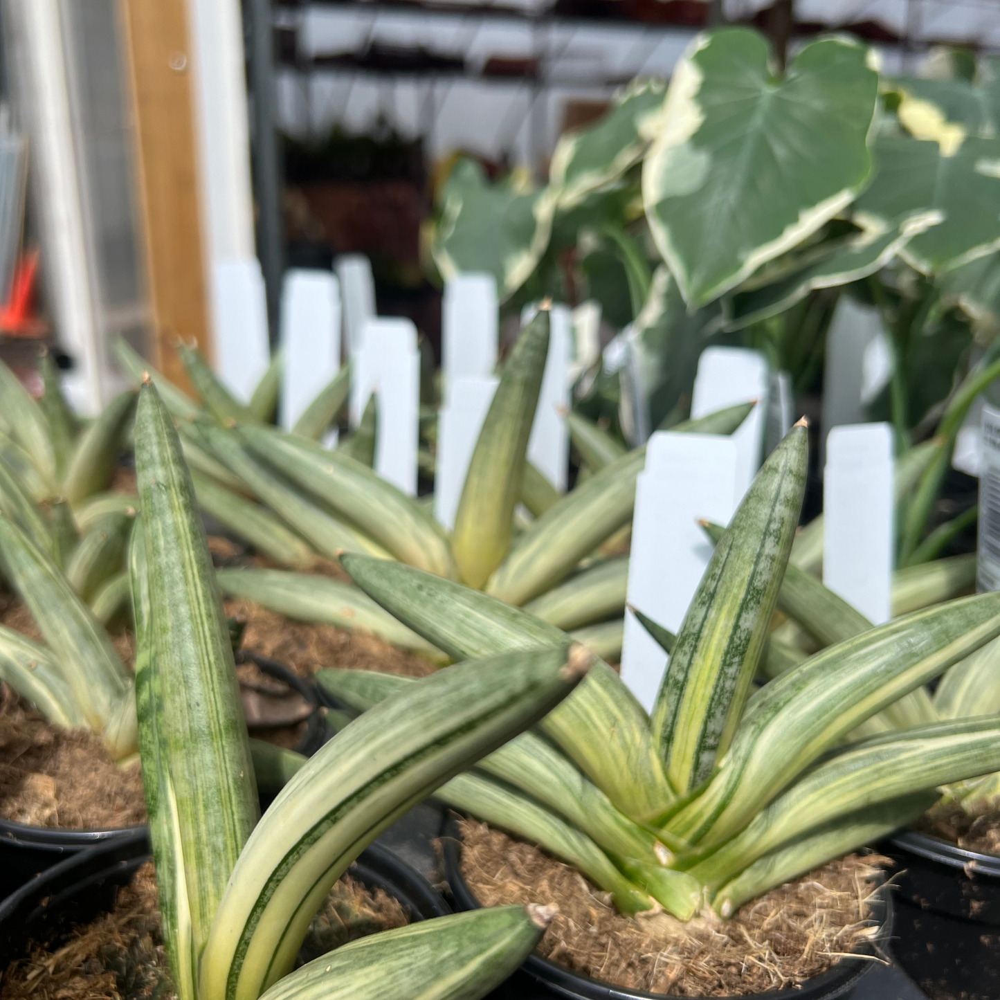 Sansevieria Boncel Variegata