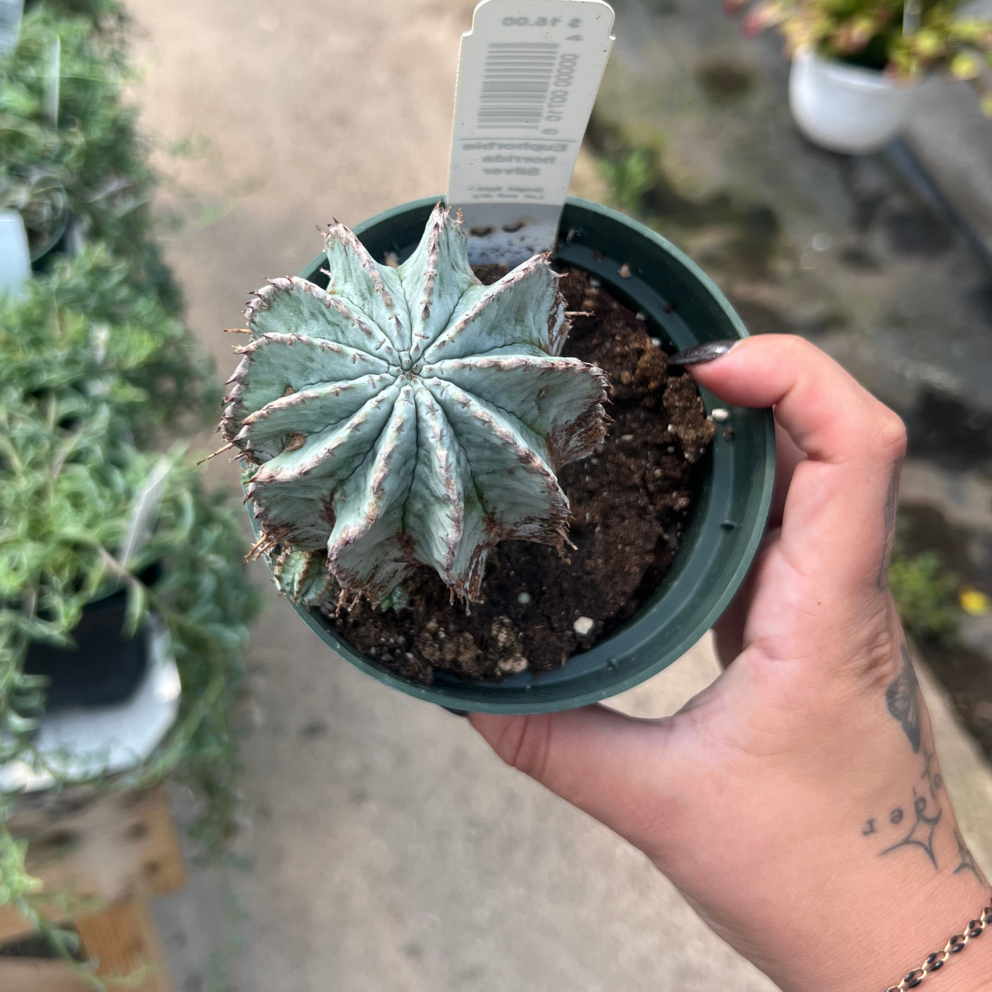 Euphorboa horrida hybrid Silver