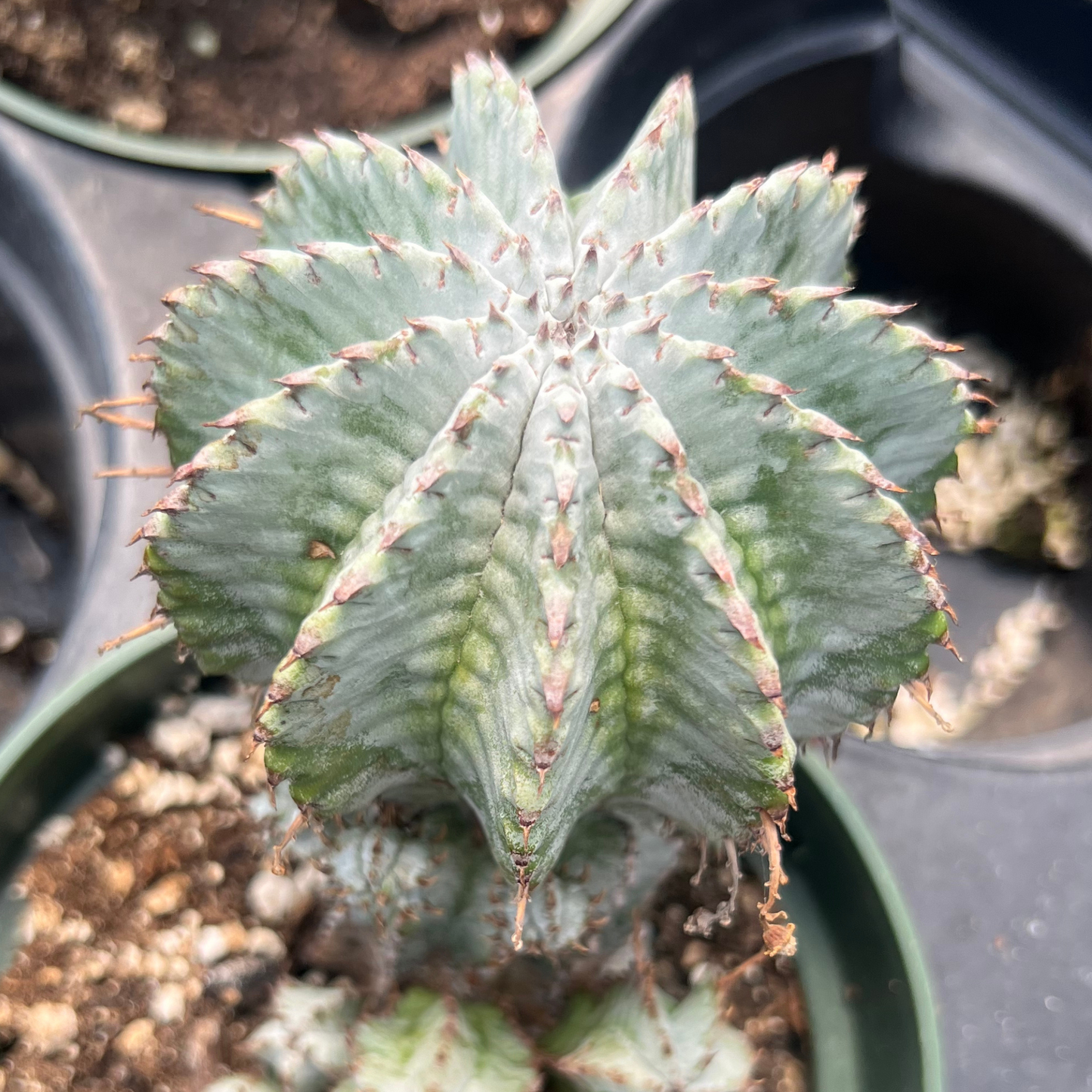 Euphorboa horrida hybrid Silver