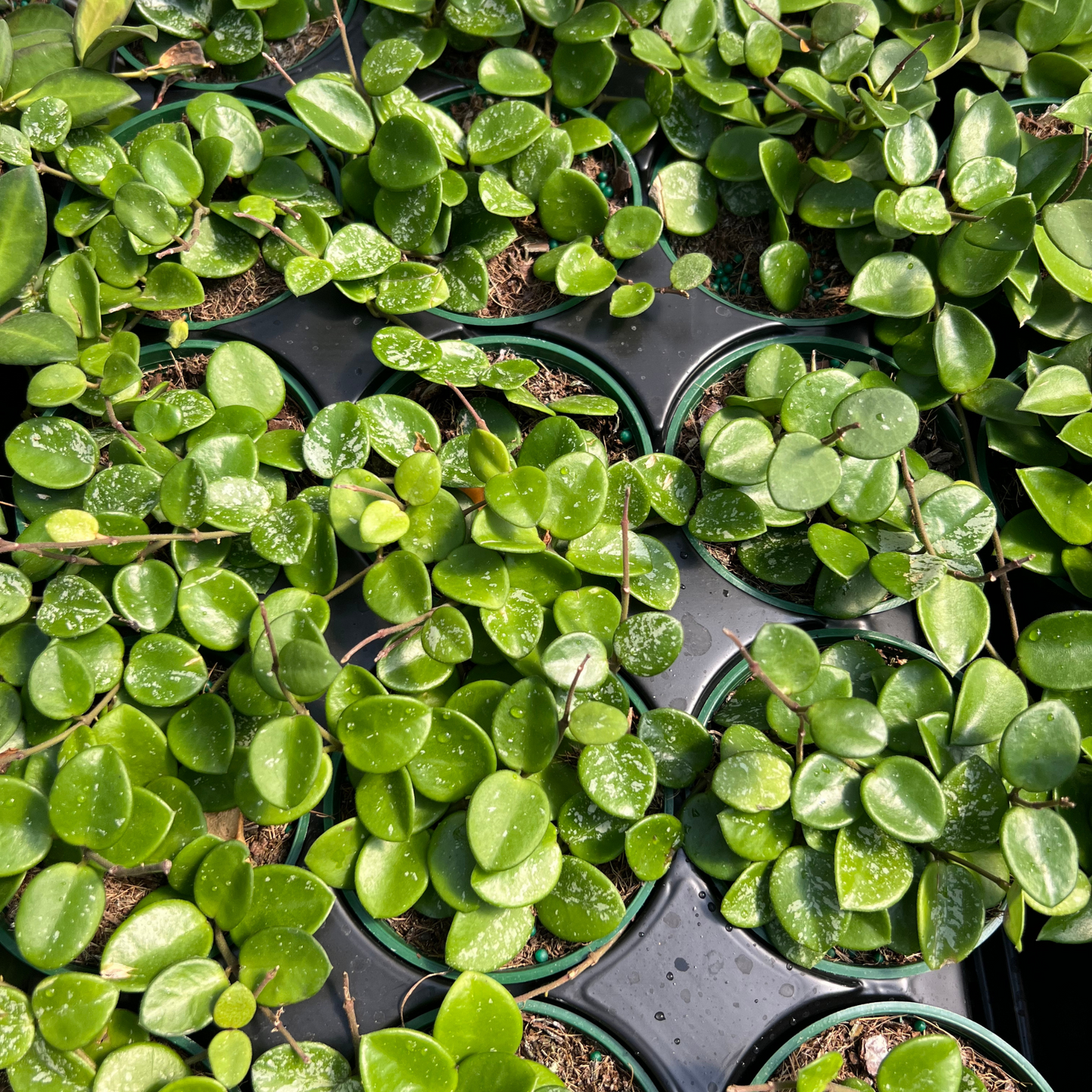 Hoya mathilde 'Splash'