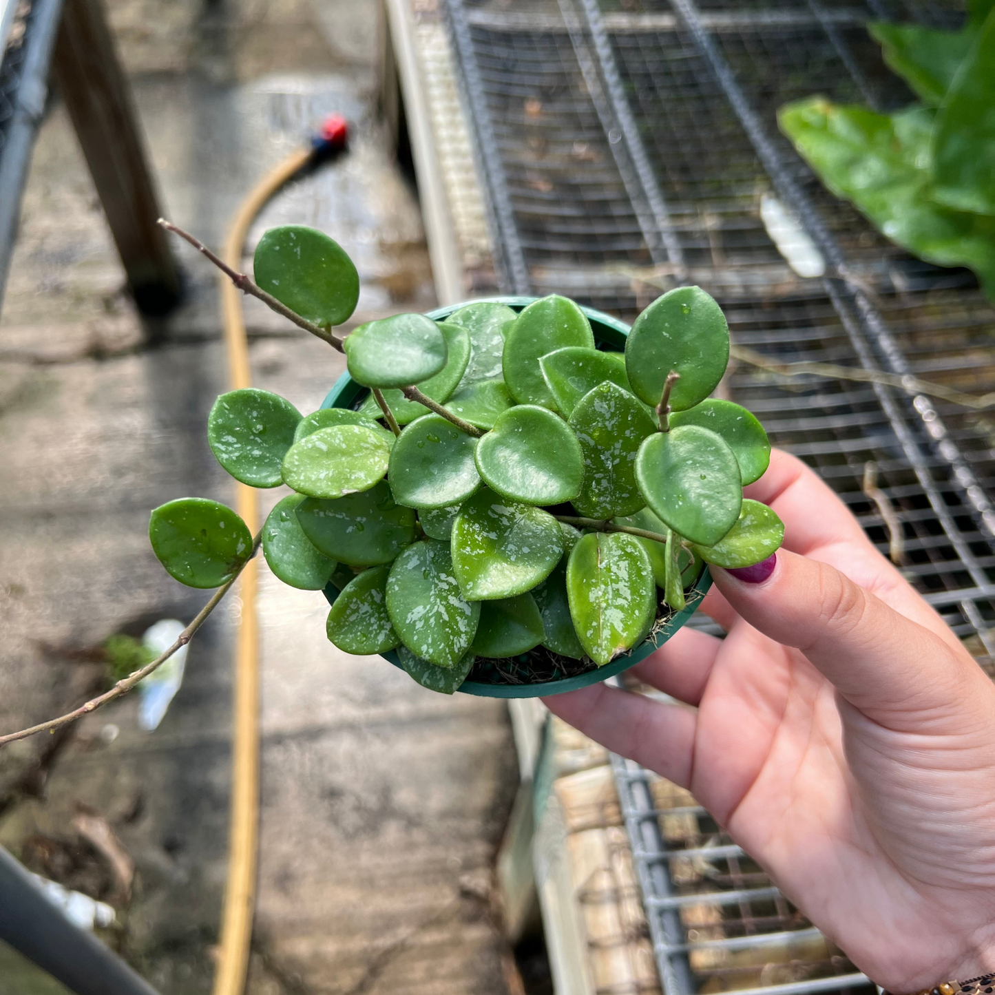 Hoya mathilde 'Splash'
