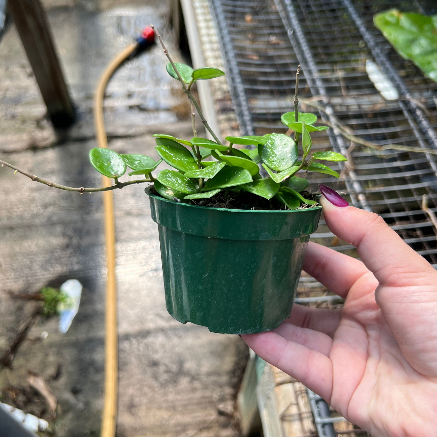 Hoya mathilde 'Splash'