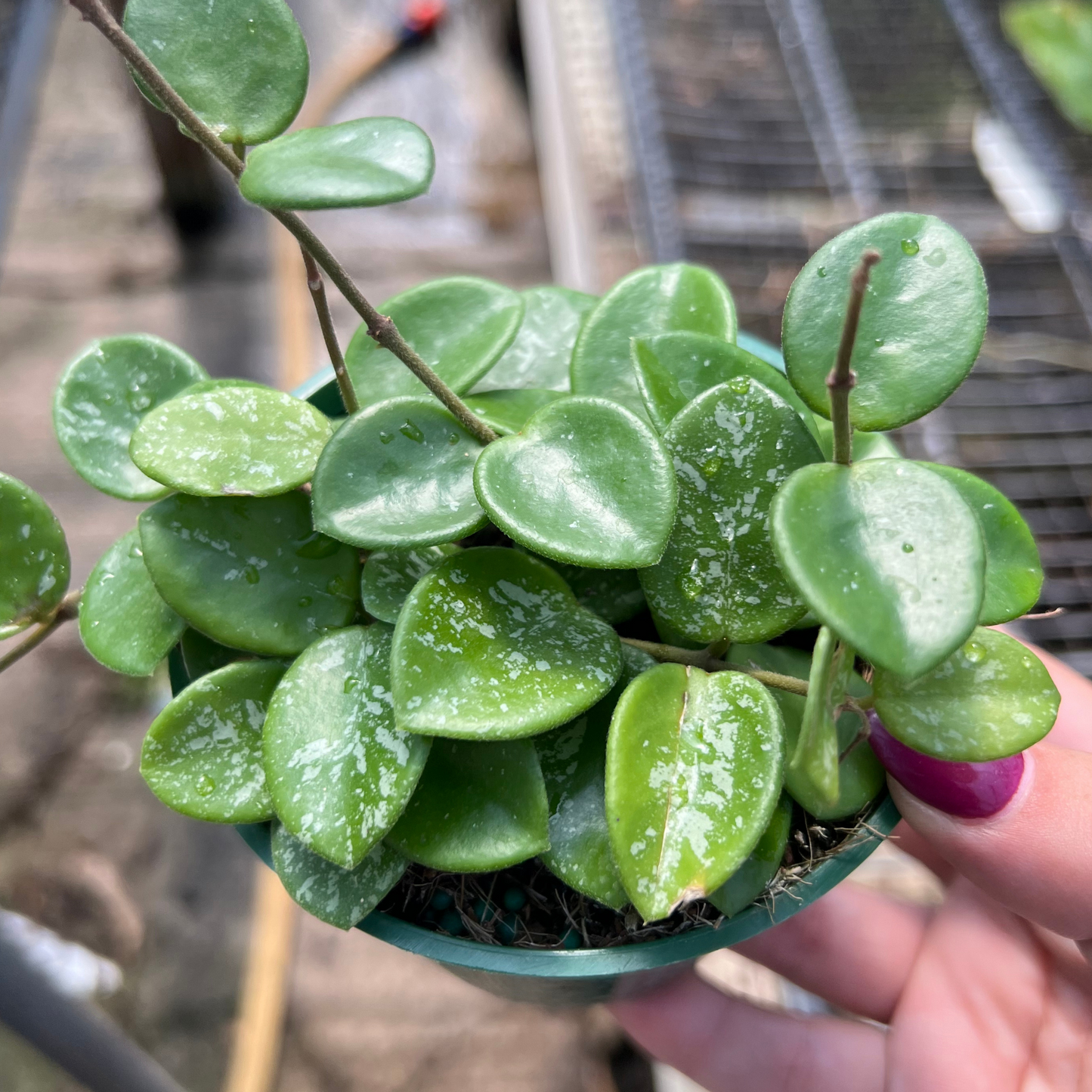 Hoya mathilde 'Splash'
