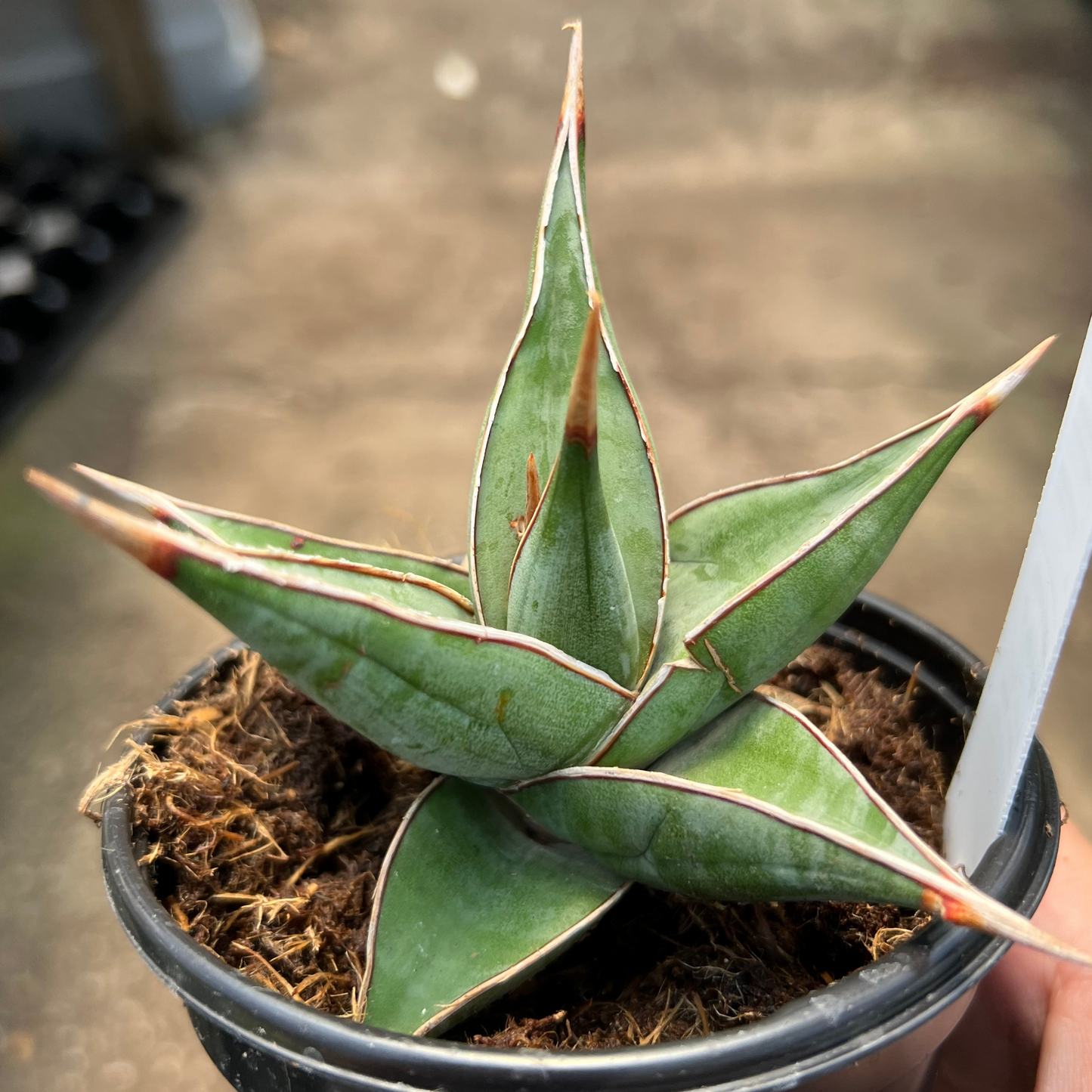 Sansevieria pinguicula