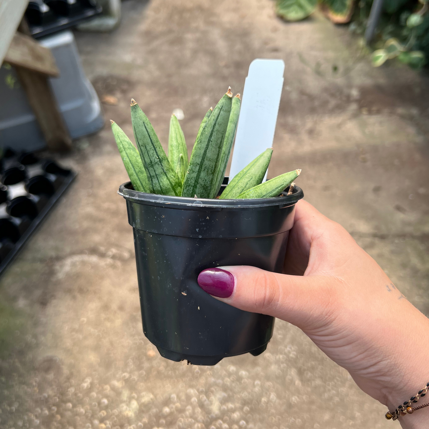 Sansevieria Hedgehog