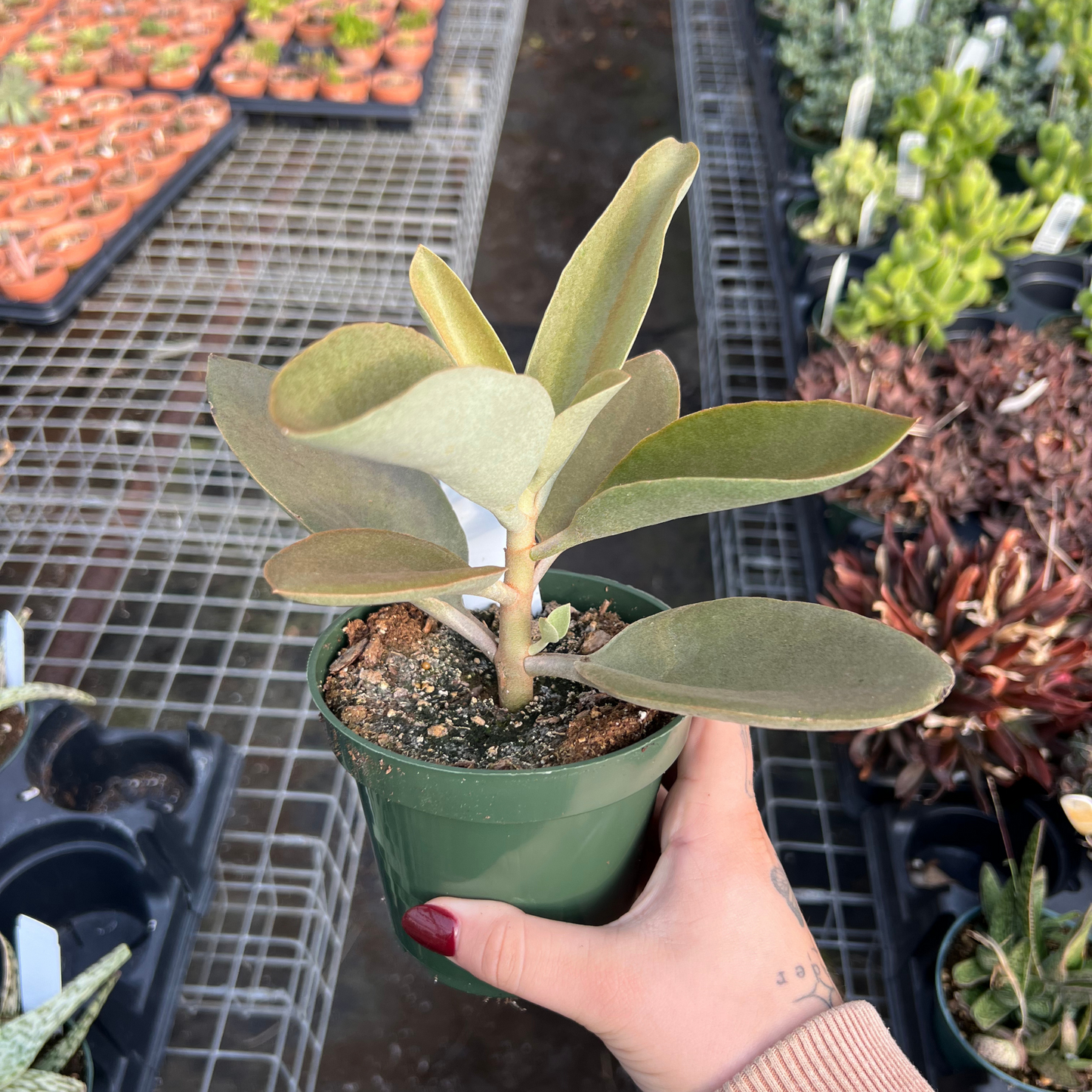 Kalanchoe orgyalis 'Copper Spoon'