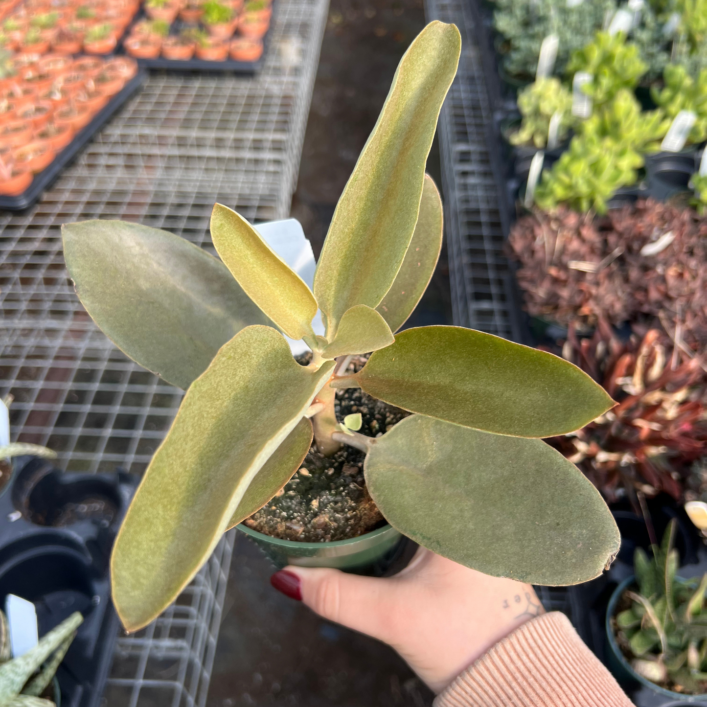Kalanchoe orgyalis 'Copper Spoon'