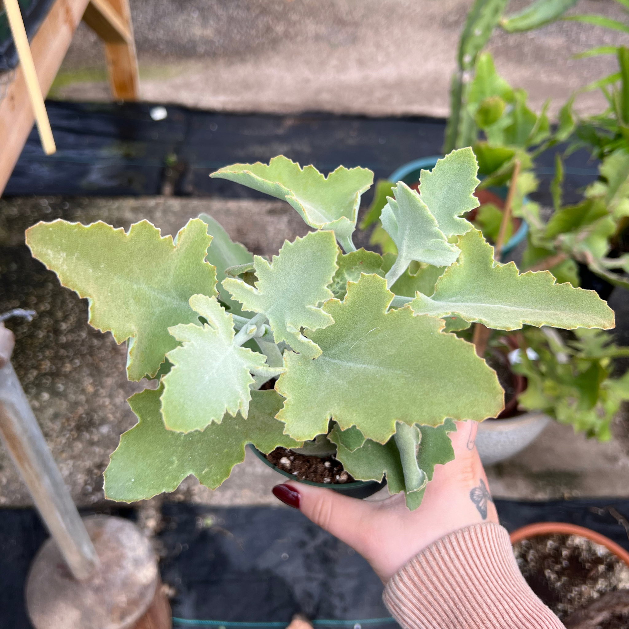 kalanchoe beharensis succulent Kalanchoe beharensis – Fantastic Gardens
