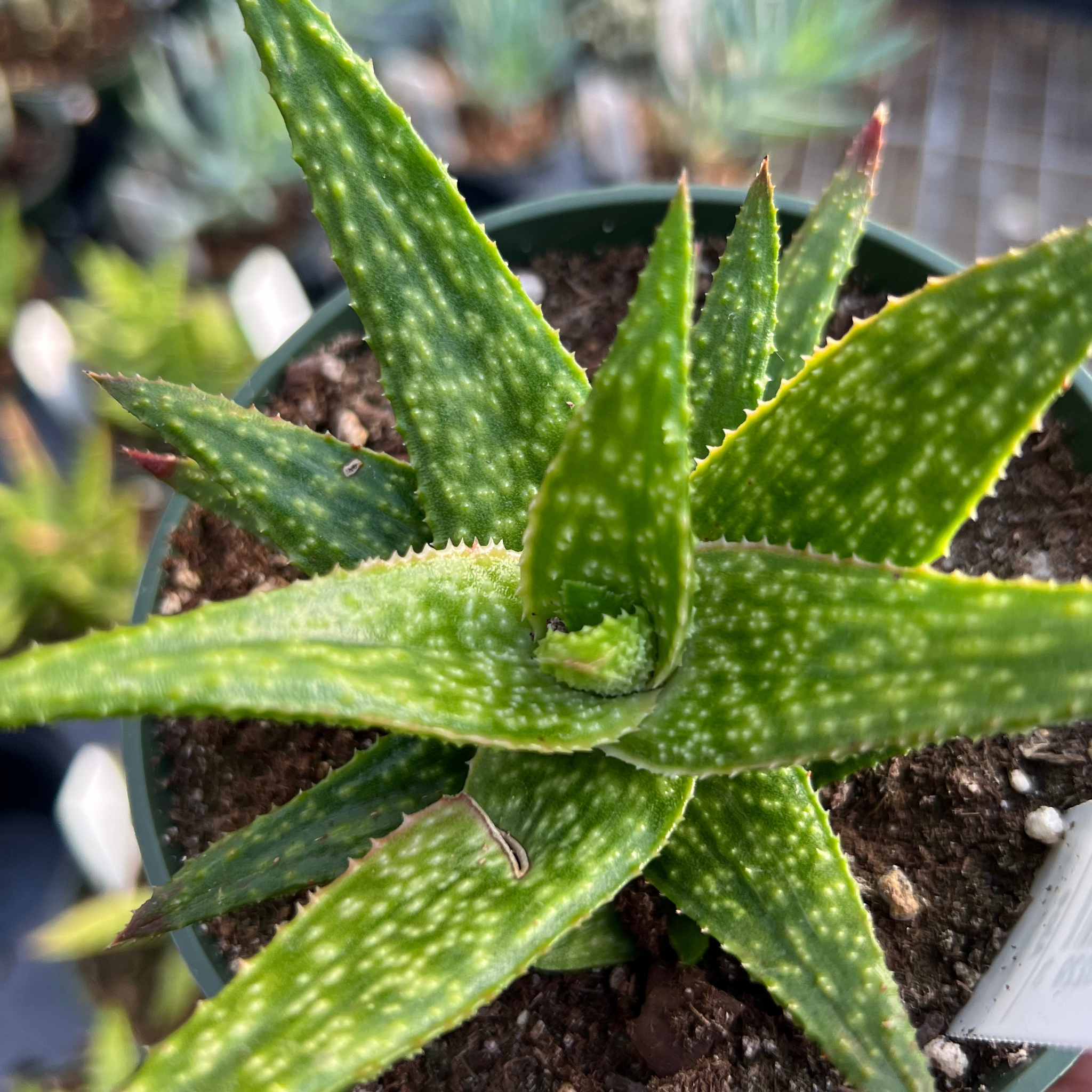 dark green aloe succulent Aloe squarrosa – Fantastic Gardens