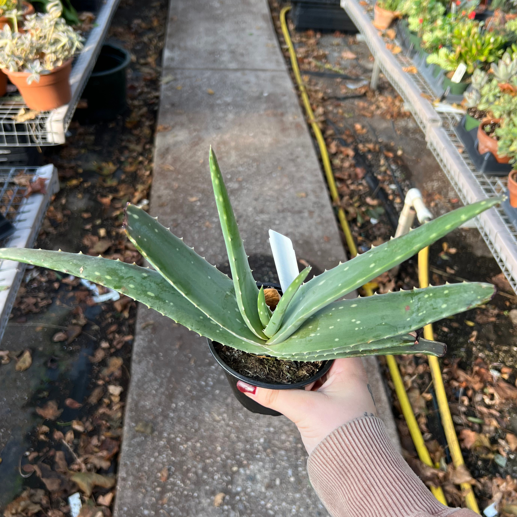 where to purchase aloe vera plant Aloe vera 4 IN