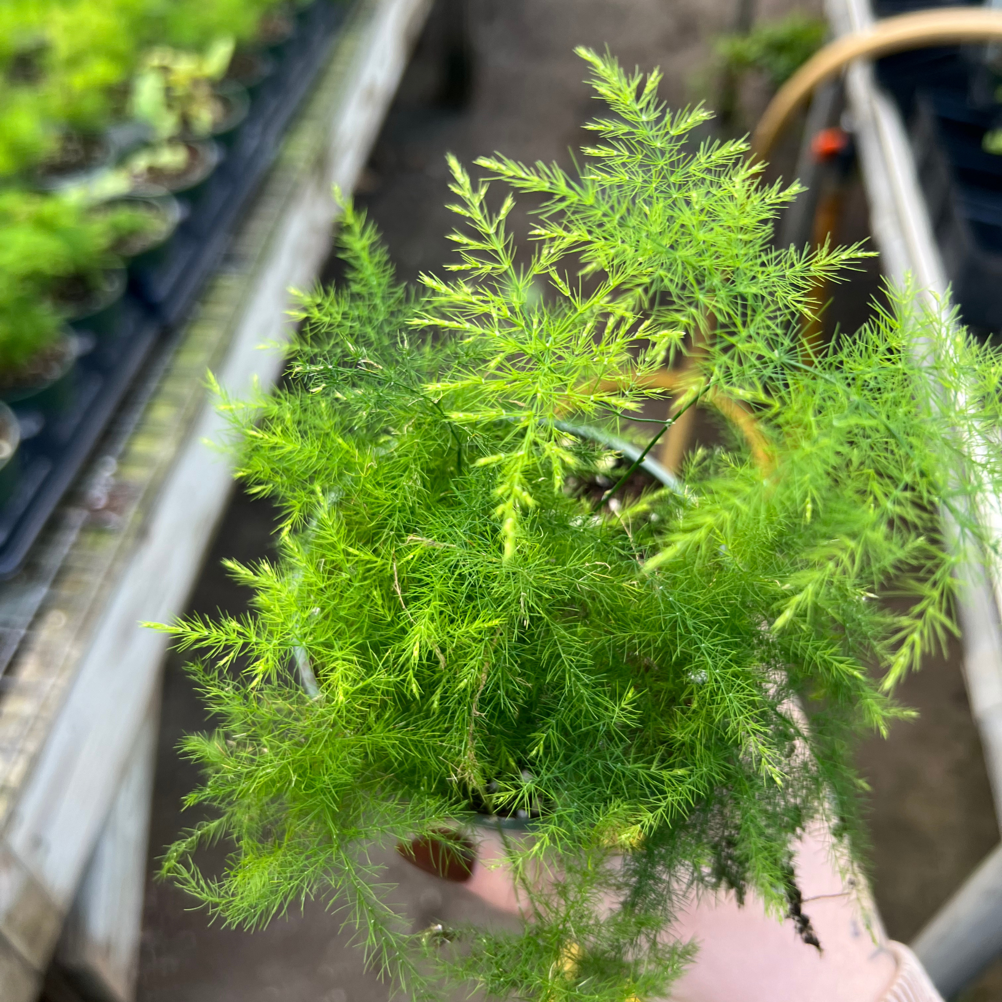 asparagus setaceus hanging fern plant Asparagus Plumosa FERN